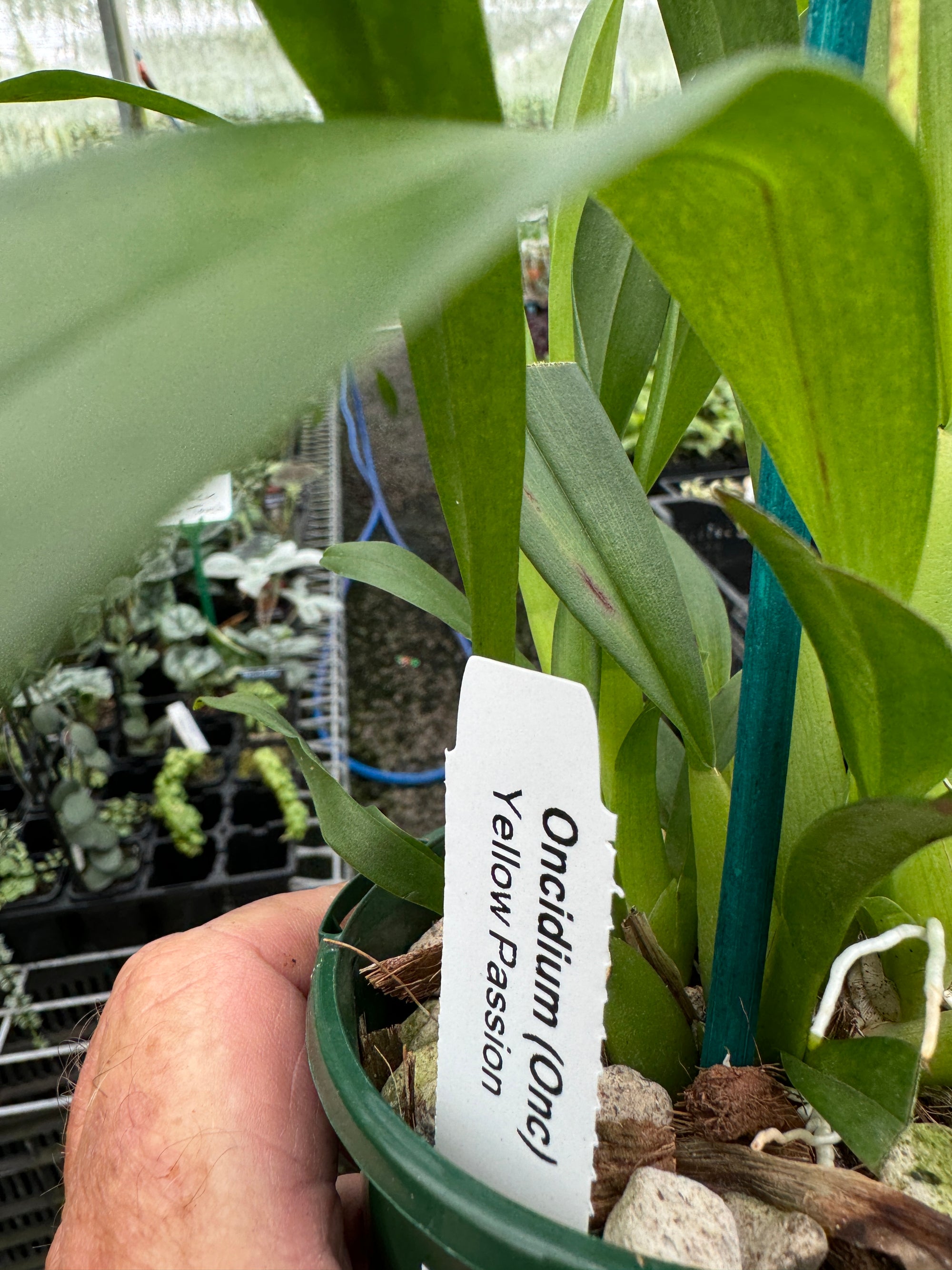 Oncidium Yellow Passion 2 spiker. A2 100mm potted
