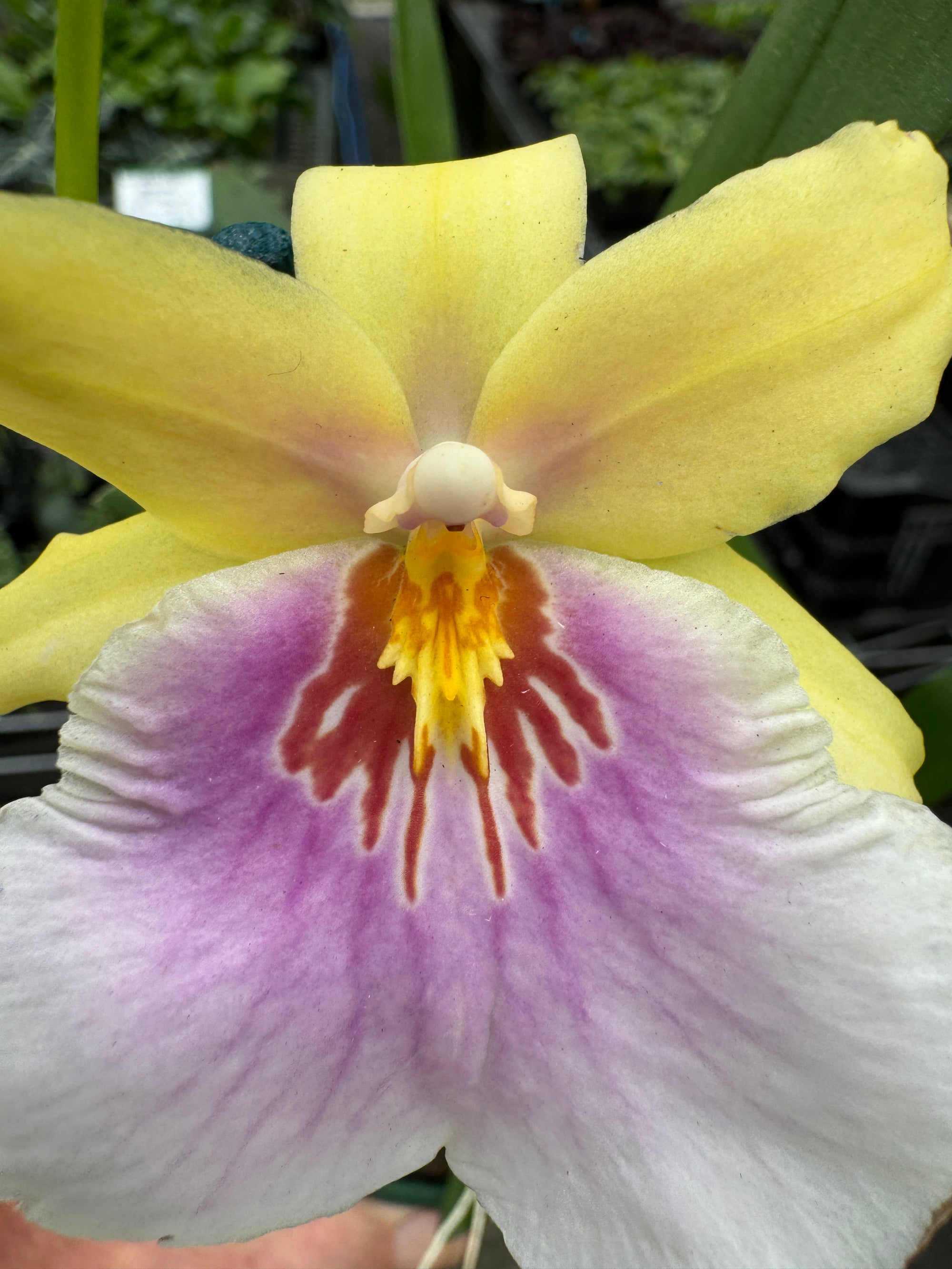 Oncidium Yellow Passion 2 spiker. A2 100mm potted