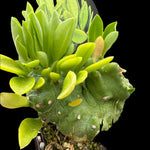 Monadenium stapelioides f. cristata (WA Prohibited)