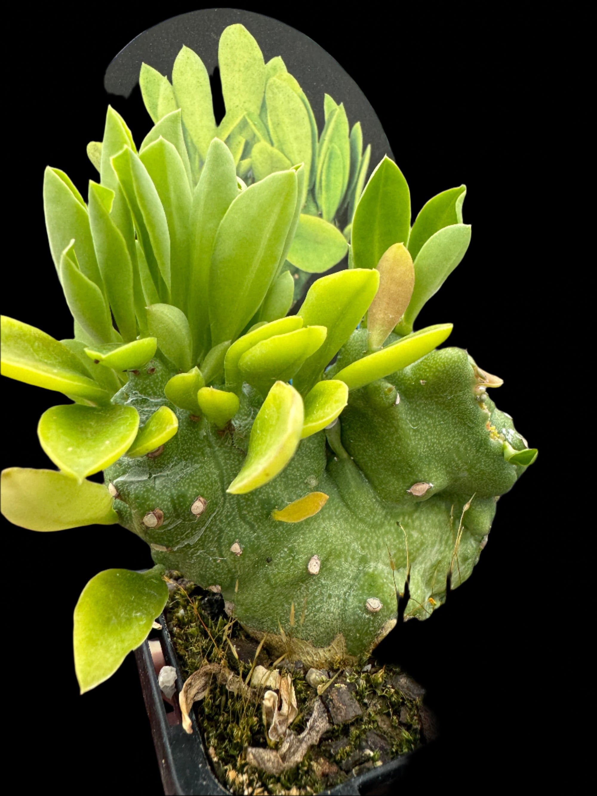 Monadenium stapelioides f. cristata (WA Prohibited)