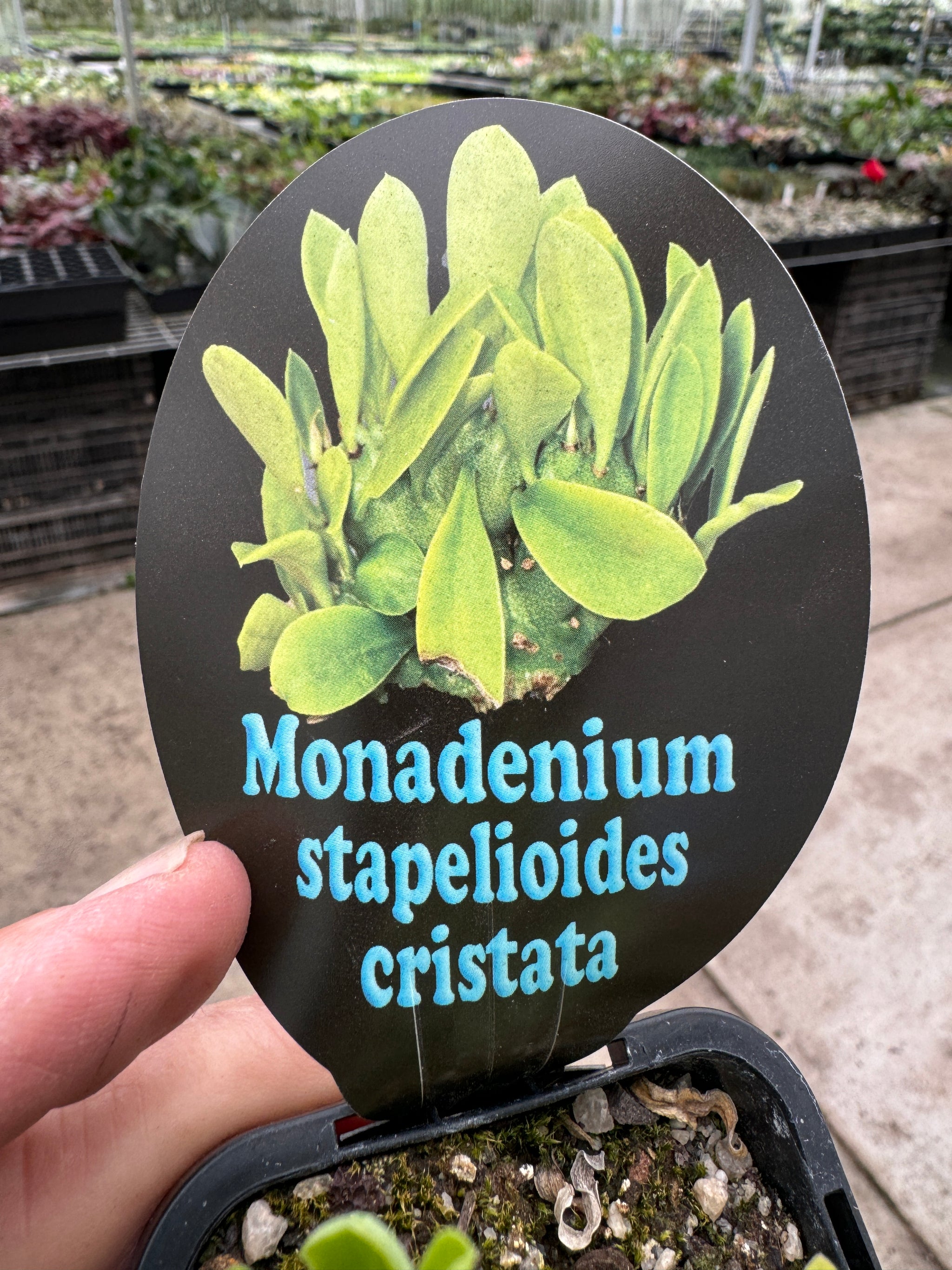 Monadenium stapelioides f. cristata (WA Prohibited)