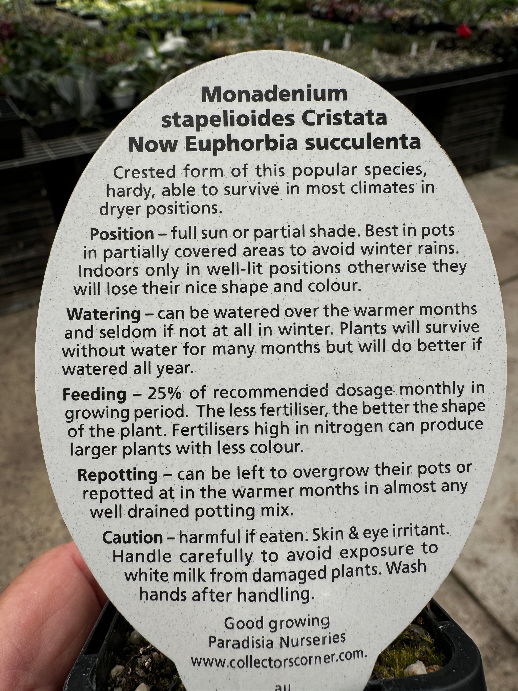 Monadenium stapelioides f. cristata (WA Prohibited)