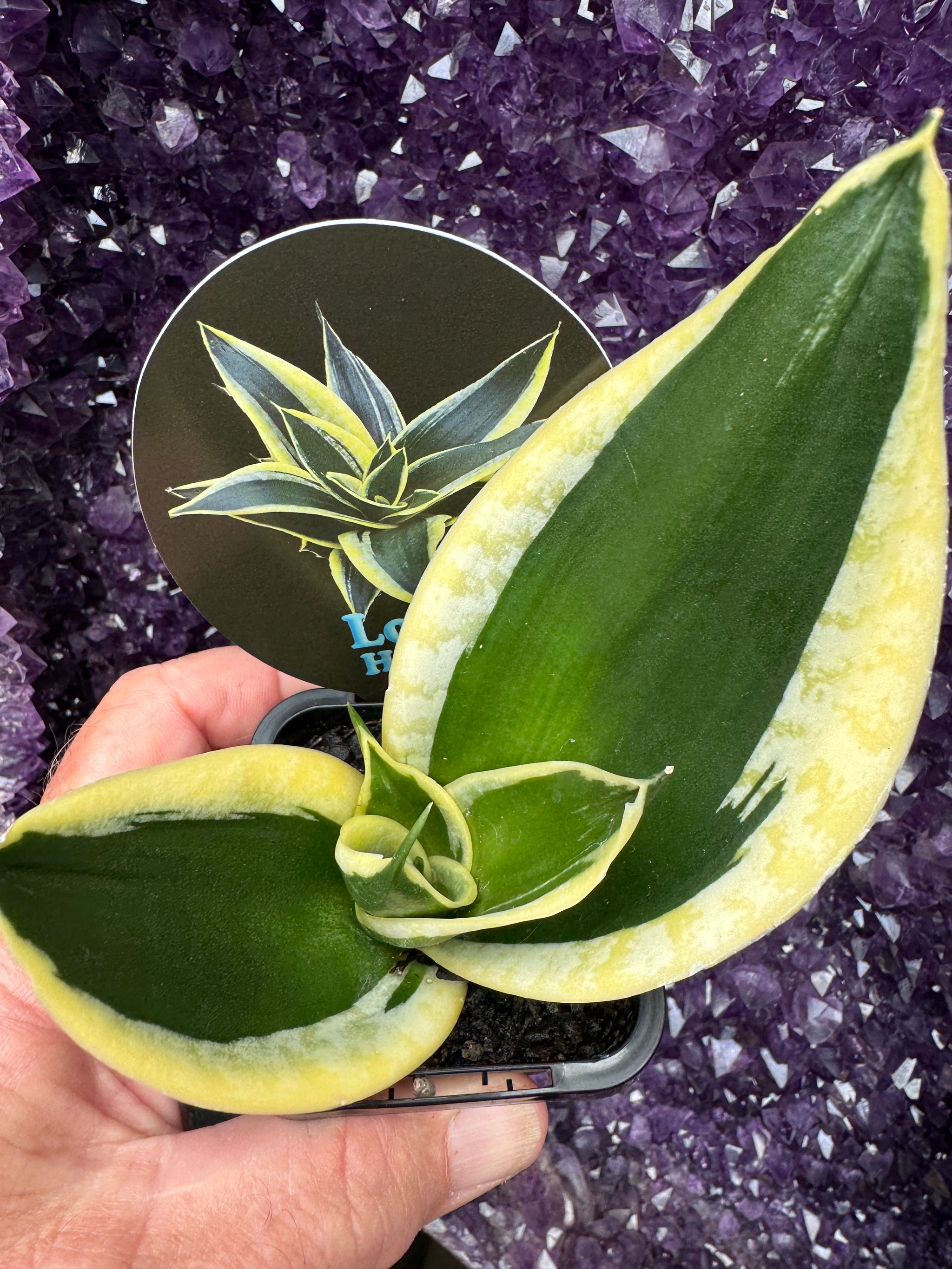 Sansevieria trifasciata 'Lotus Hahnii'