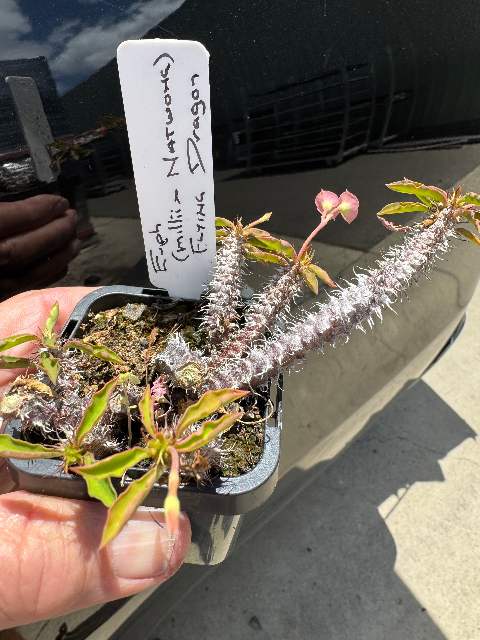 Euphorbia milii x Natwong 'Flying Dragon' (WA Prohibited)