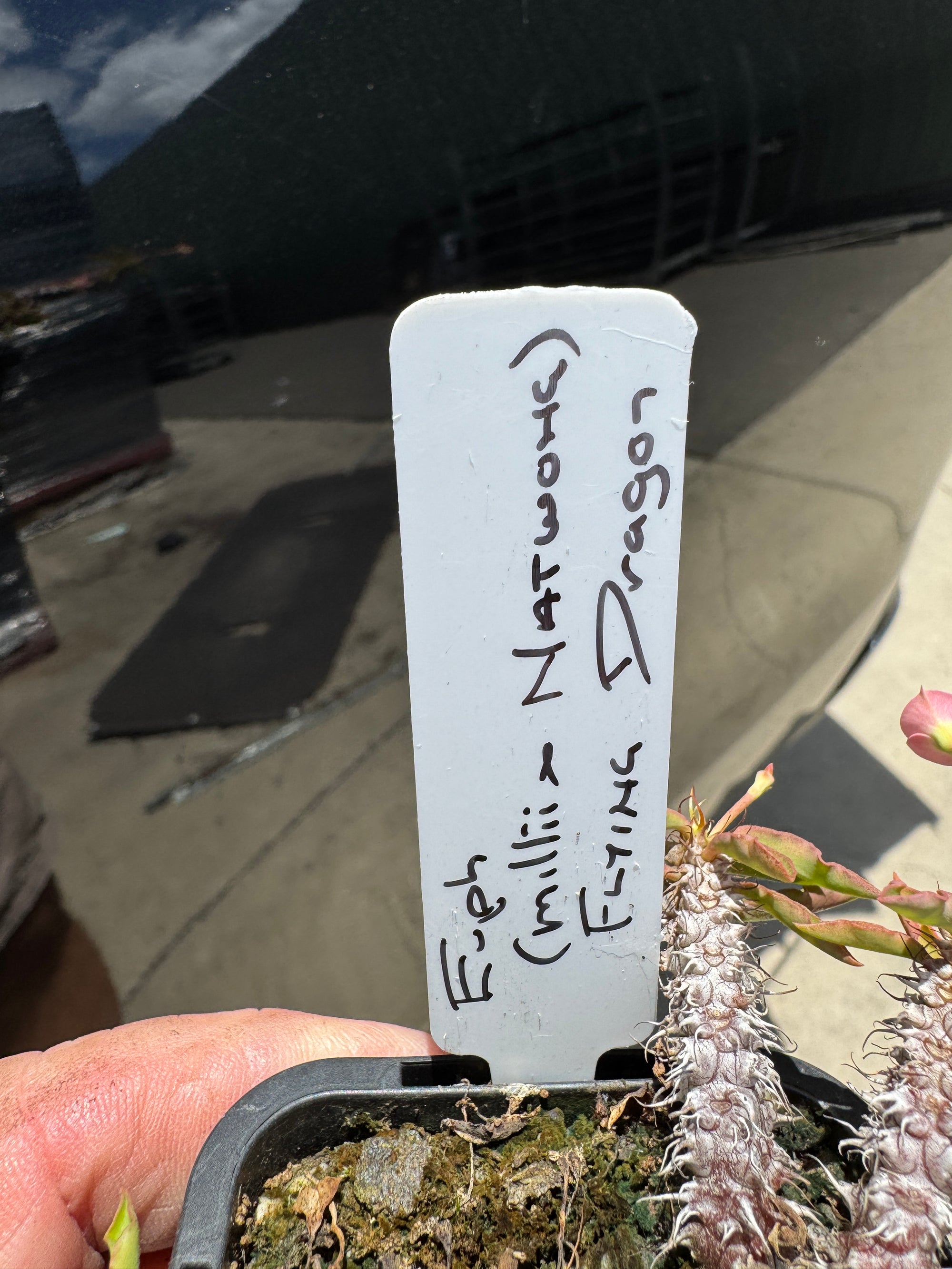 Euphorbia milii x Natwong 'Flying Dragon' (WA Prohibited)