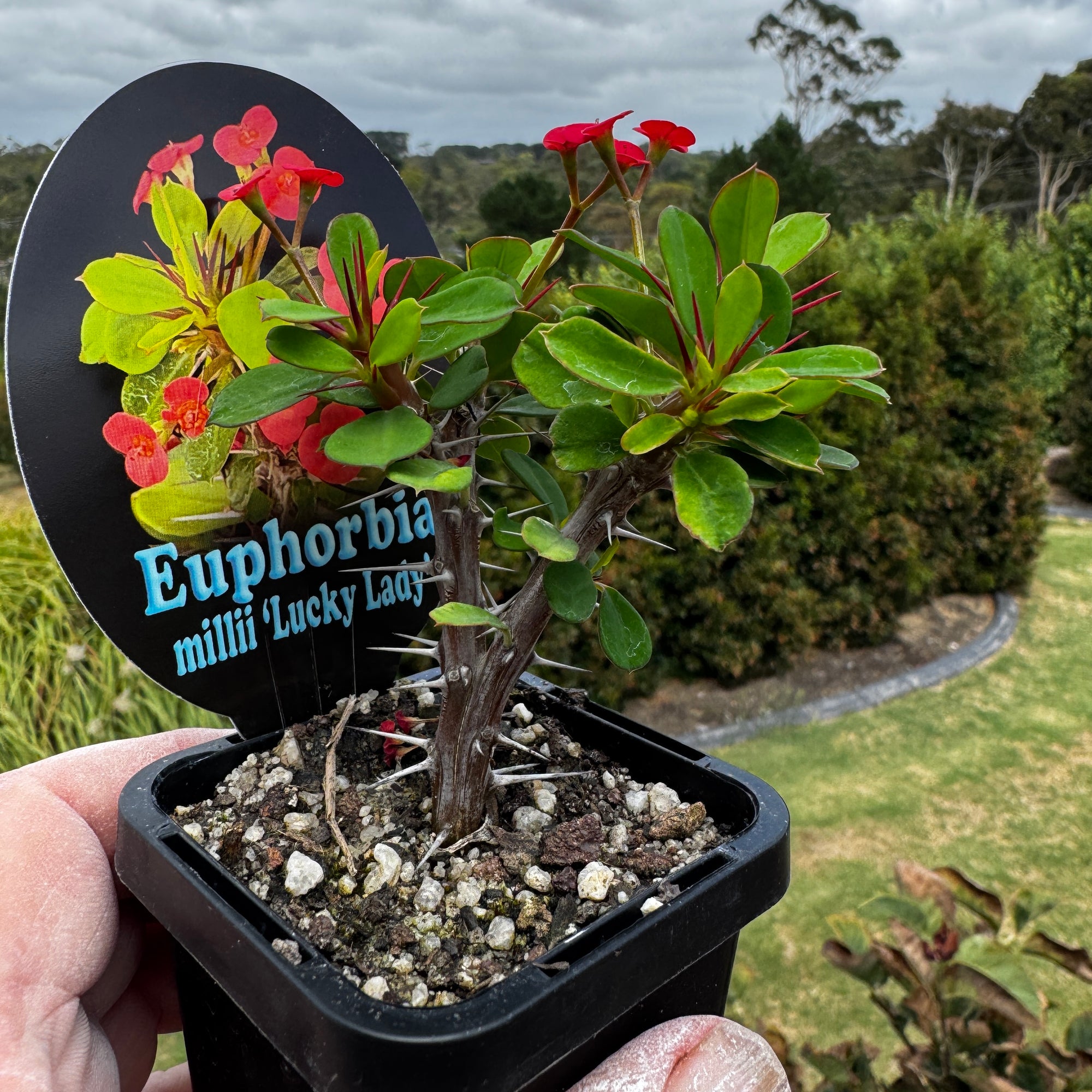 Euphorbia milii ‘Lucky Lady' - Crown of Thorns (WA Prohibited)