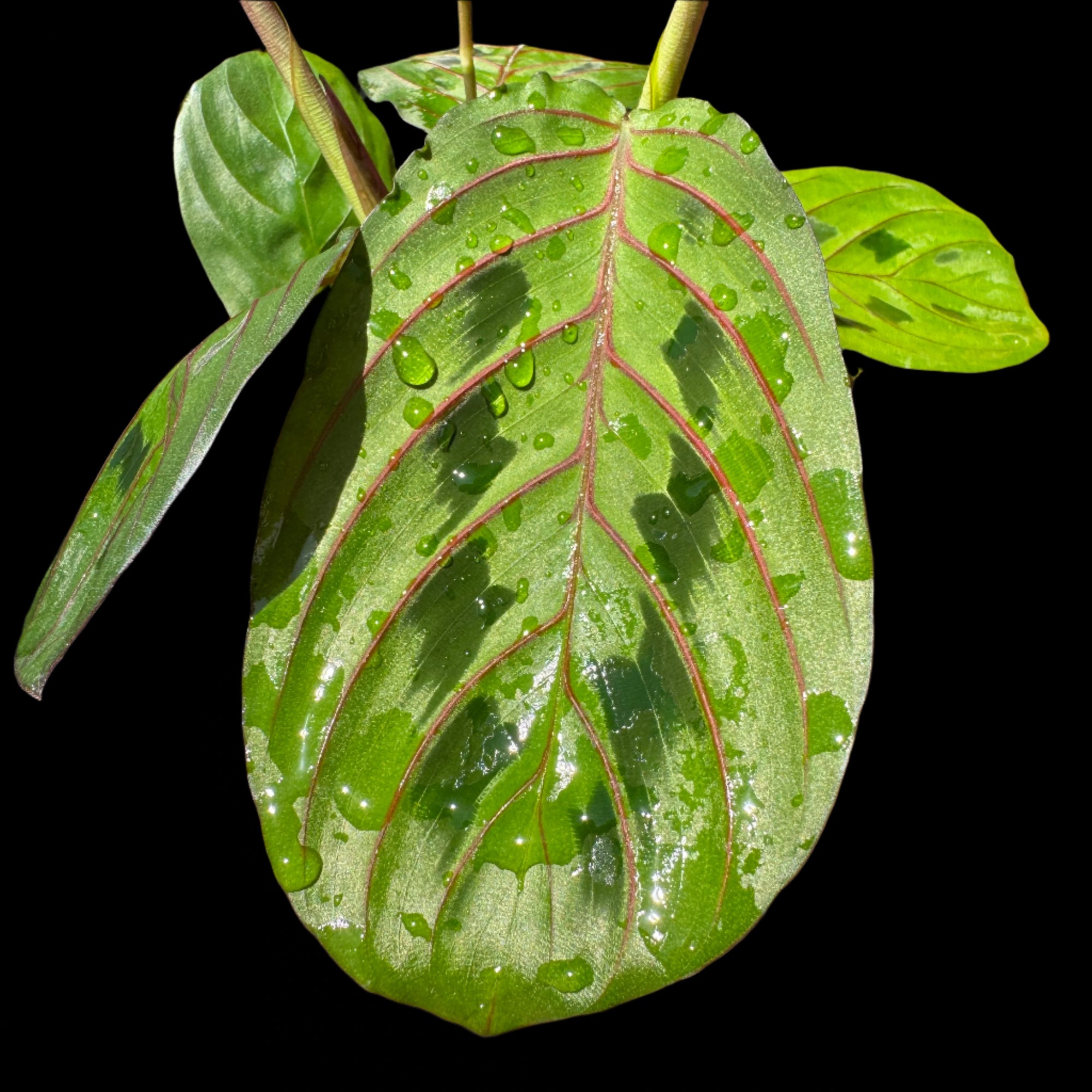 Maranta leuconeura var. Erythroneura 'Red Veined Prayer Plant'