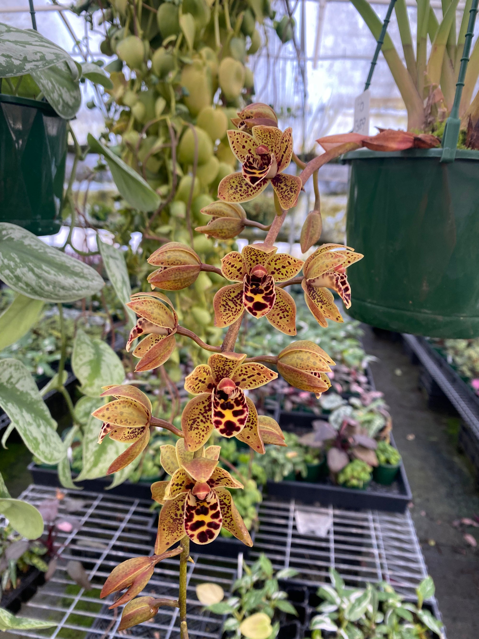 Cymbidium Picanniny Princess x devonianum