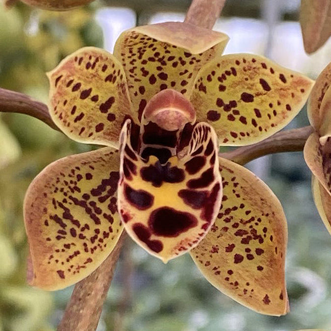 Cymbidium Picanniny Princess x devonianum