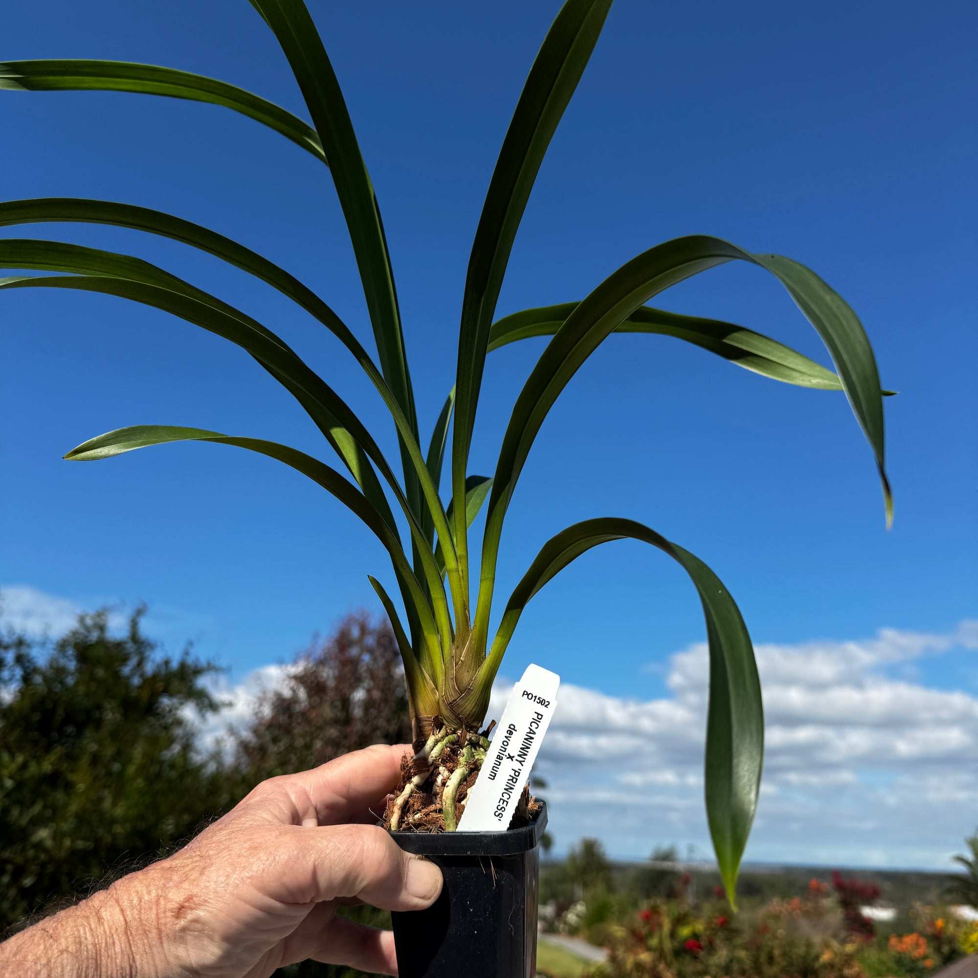 Cymbidium Picanniny Princess x devonianum