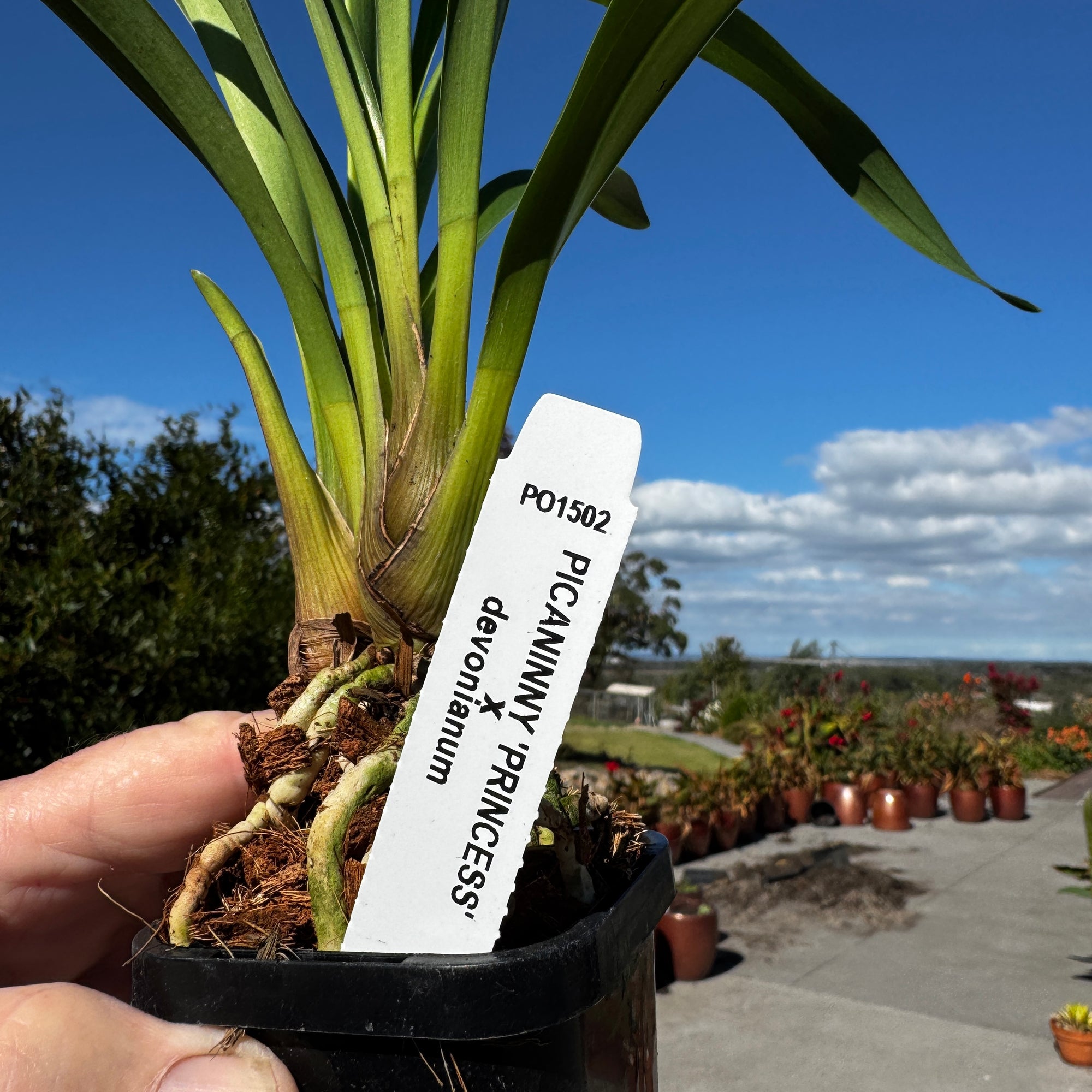 Cymbidium Picanniny Princess x devonianum