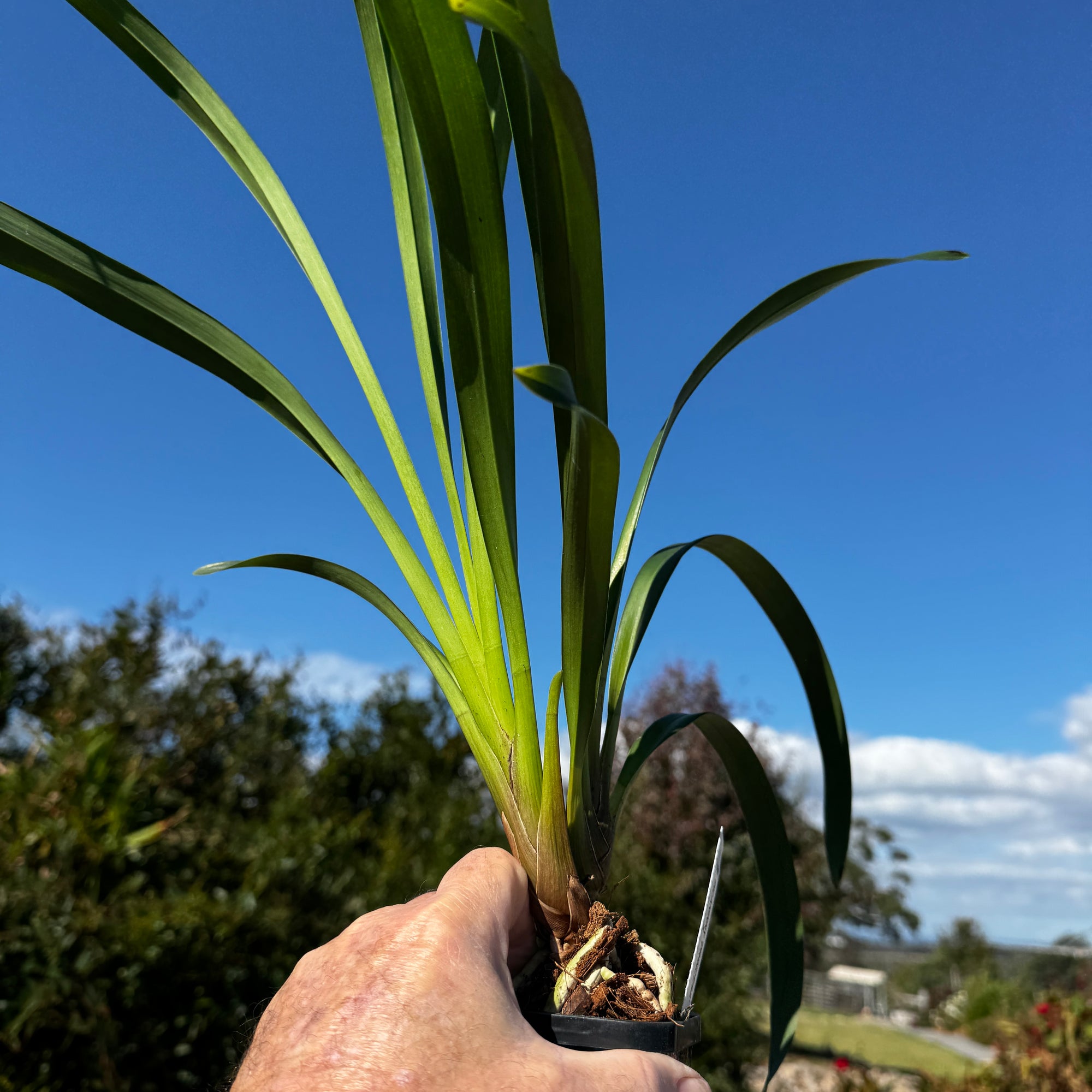 Cymbidium Picanniny Princess x devonianum