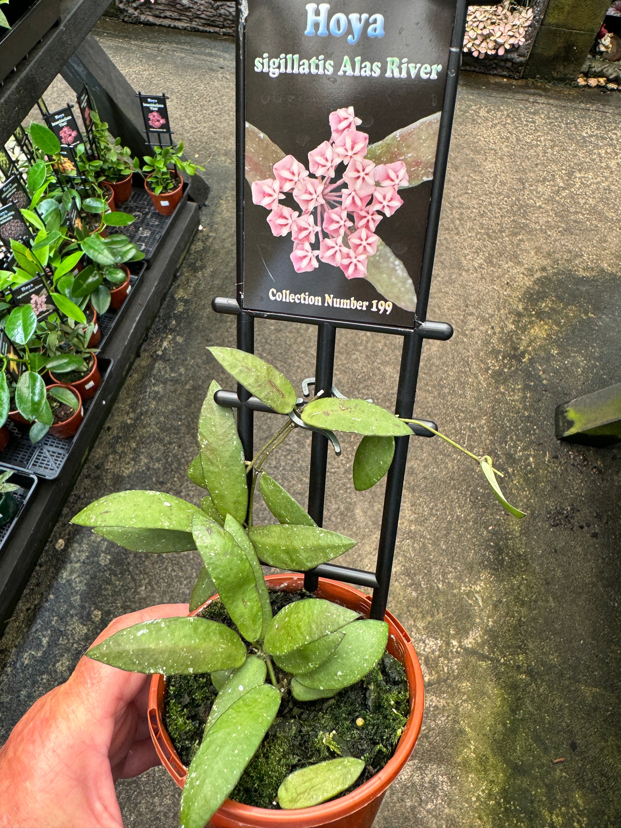 Hoya sigillatis 'Alas River'