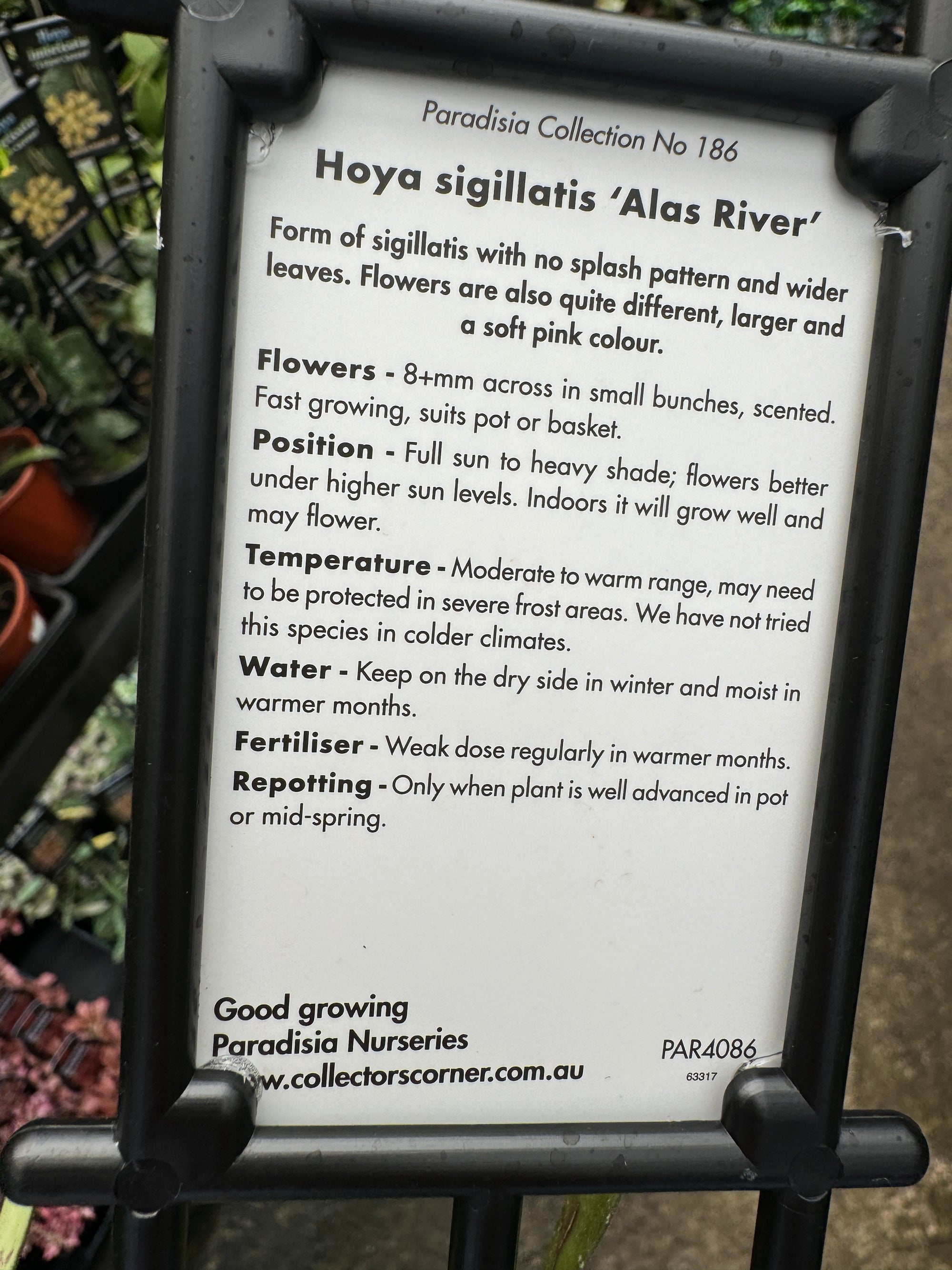 Hoya sigillatis 'Alas River'