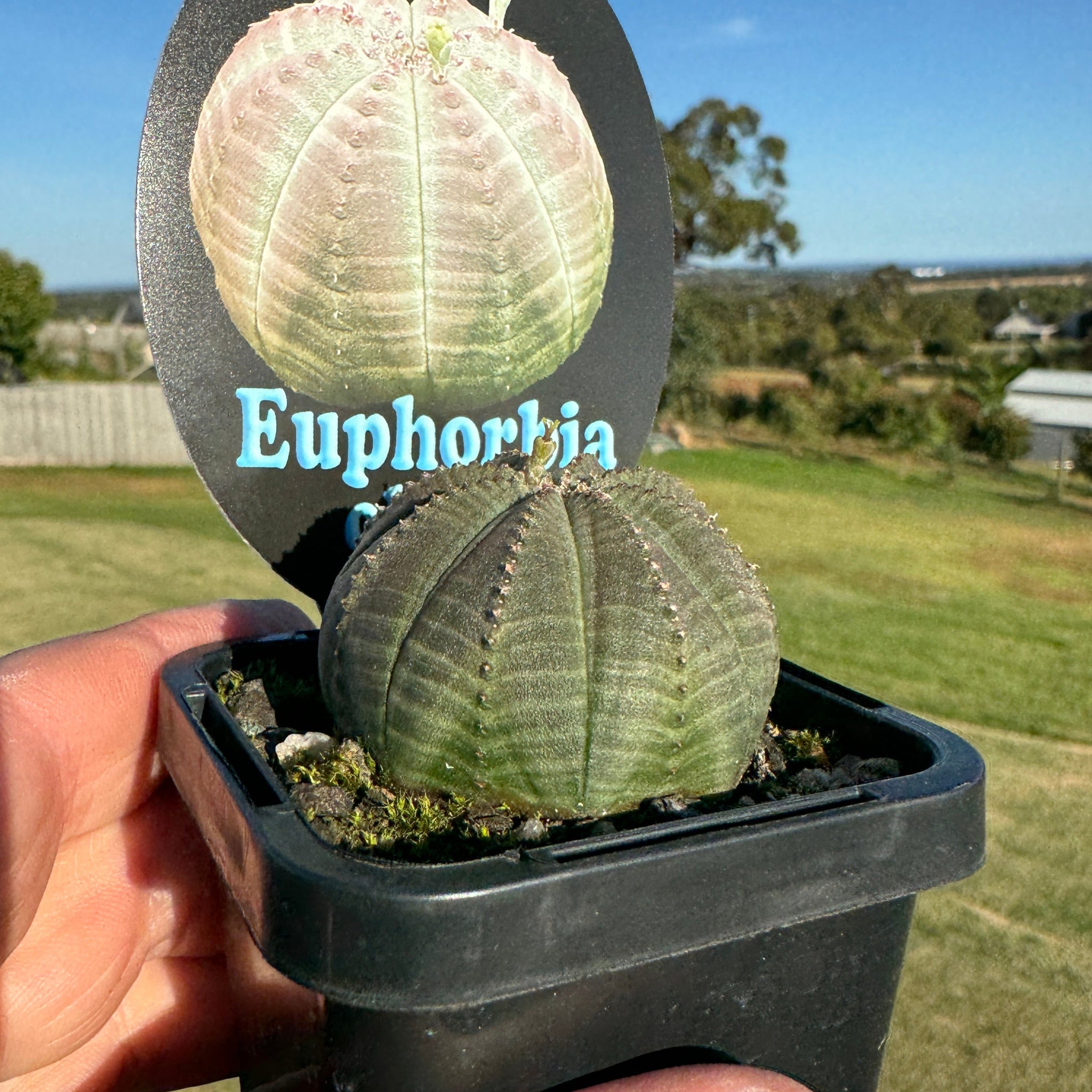 Euphorbia obesa - Baseball Plant (WA Prohibited)
