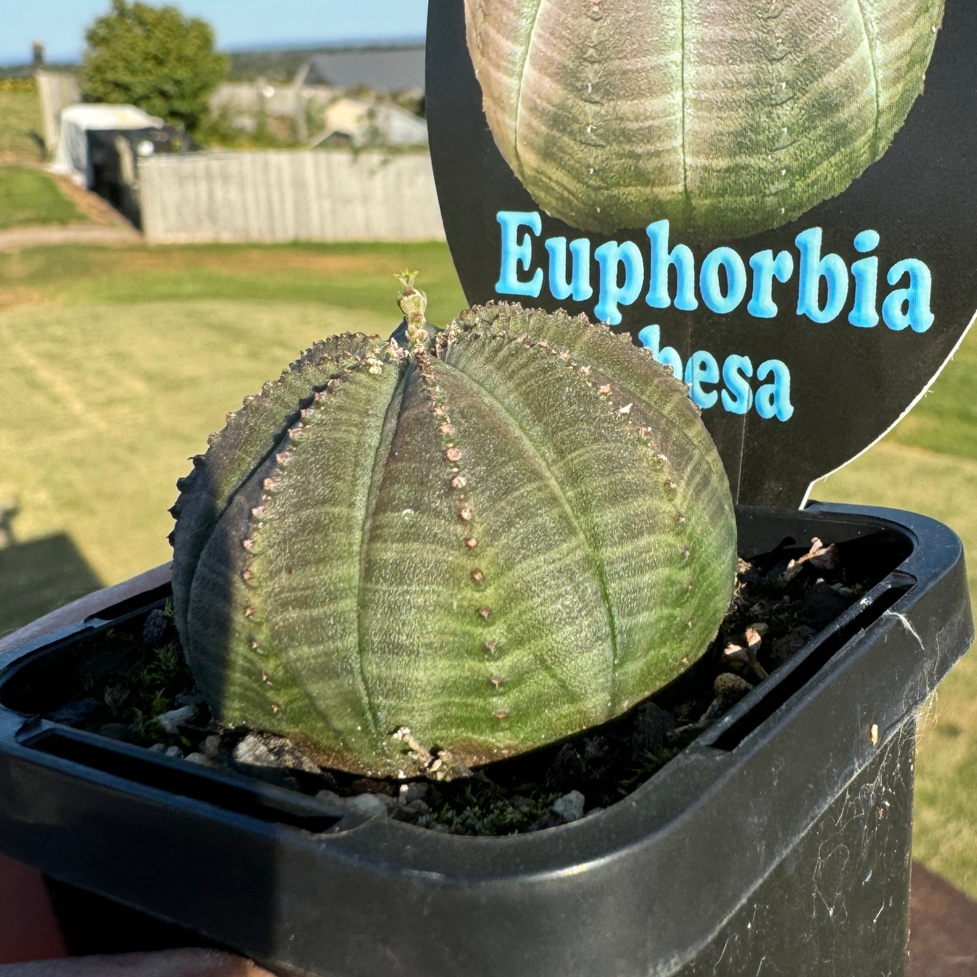 Euphorbia obesa - Baseball Plant (WA Prohibited)