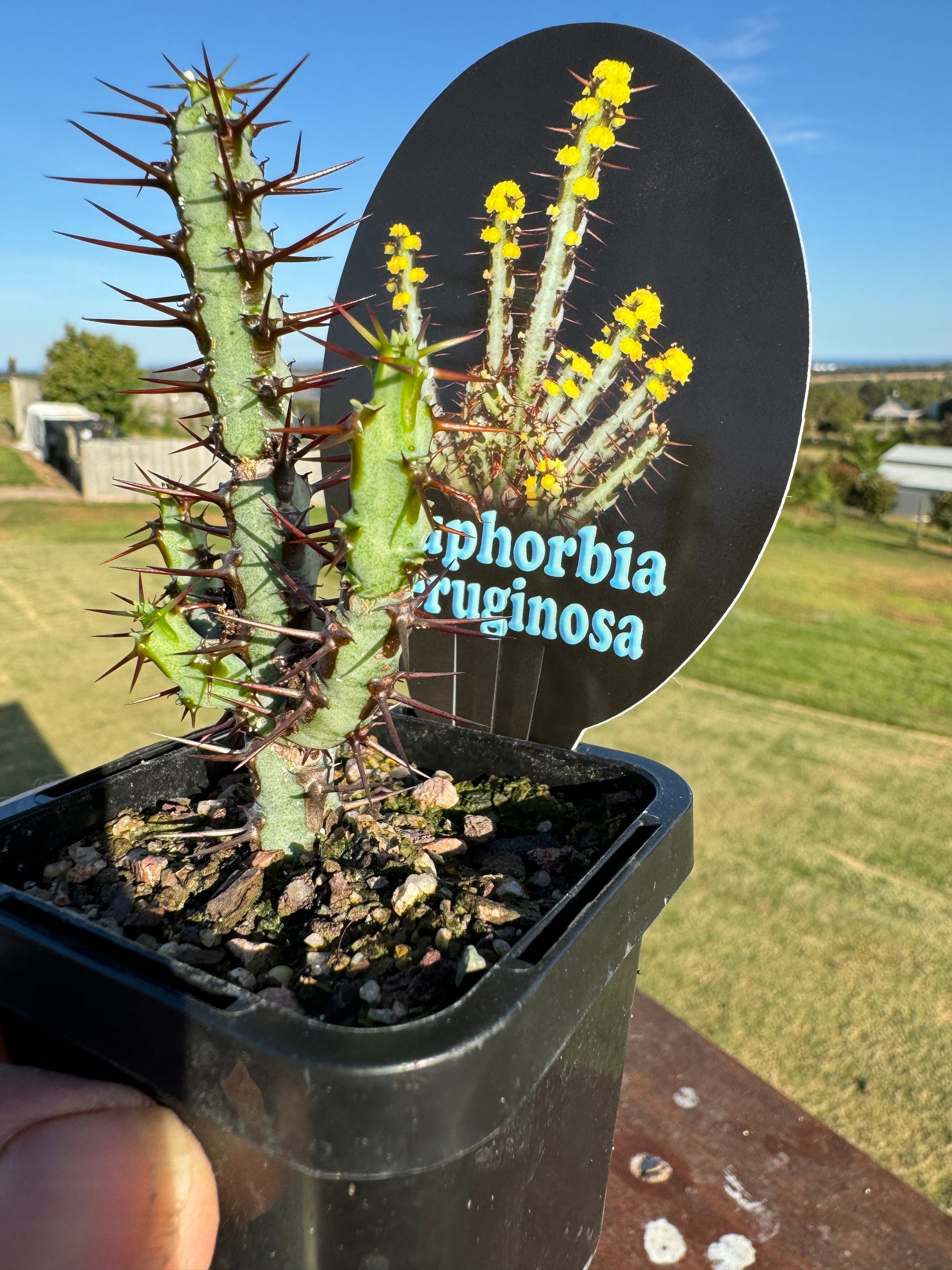 Euphorbia aeruginosa - The Cobalt Starfish (WA Prohibited)