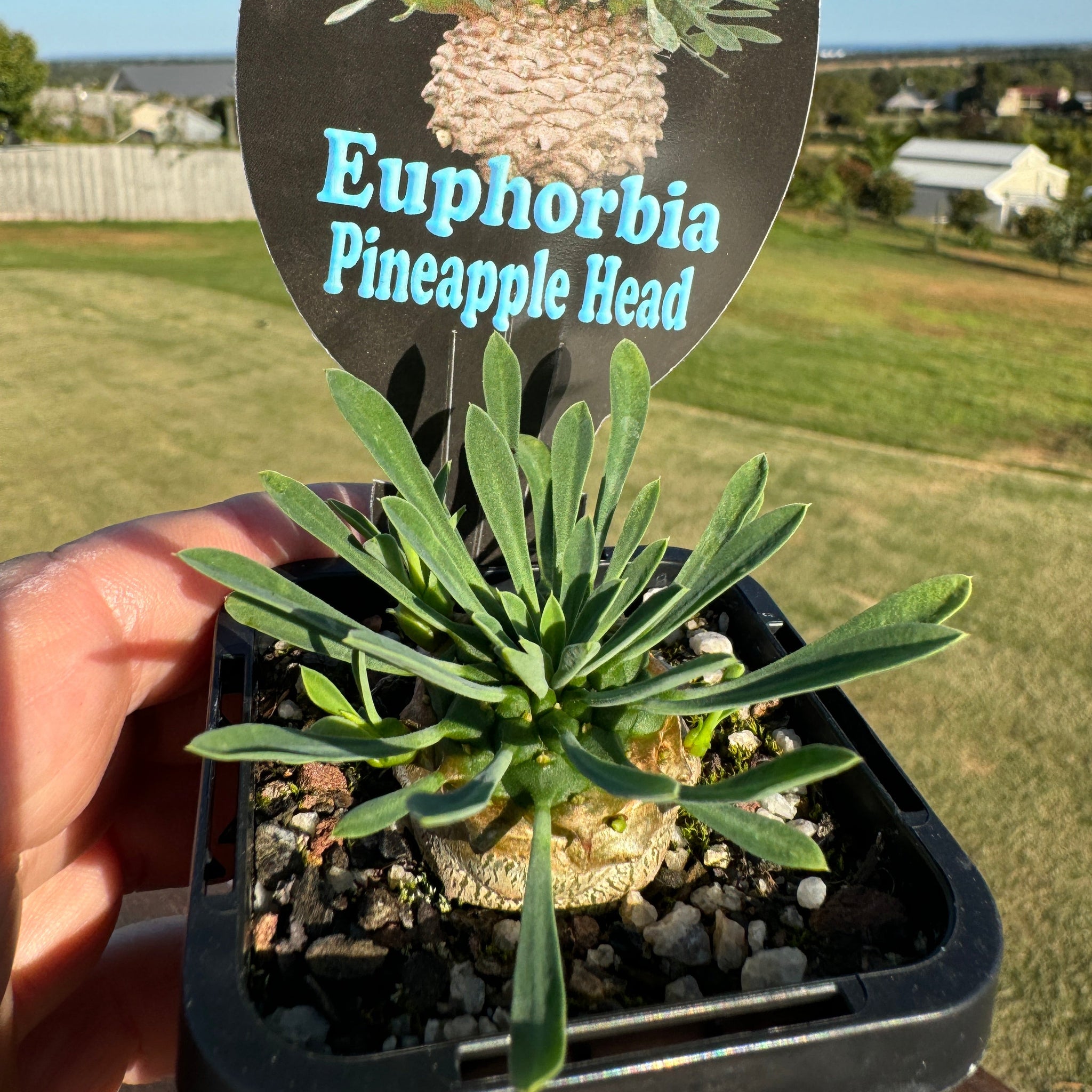 Euphorbia 'Pineapple Head' (WA Prohibited)