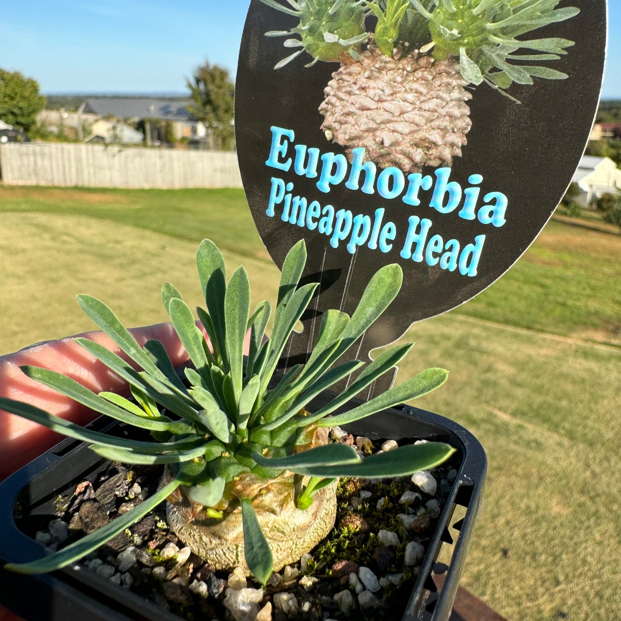 Euphorbia 'Pineapple Head' (WA Prohibited)