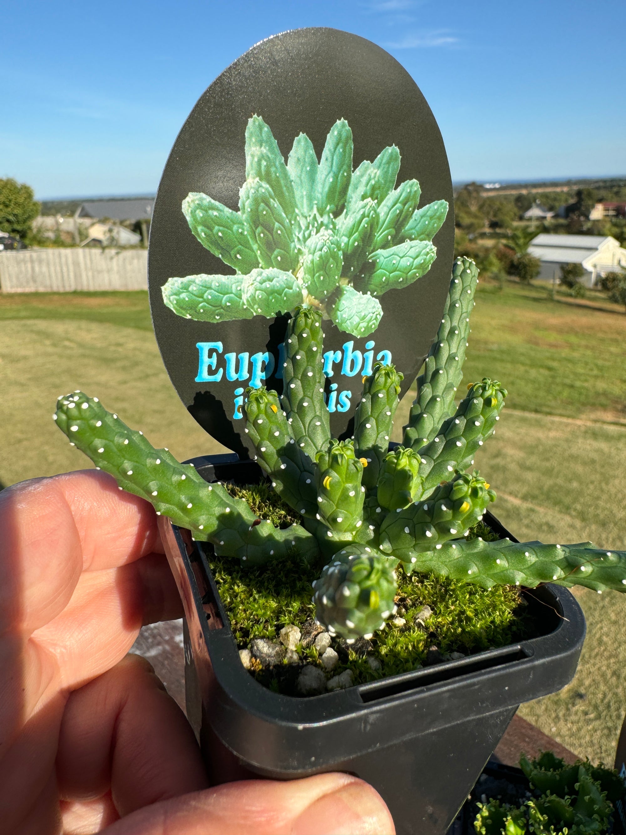 Euphorbia inermis - The Spineless Spurge (WA Prohibited)