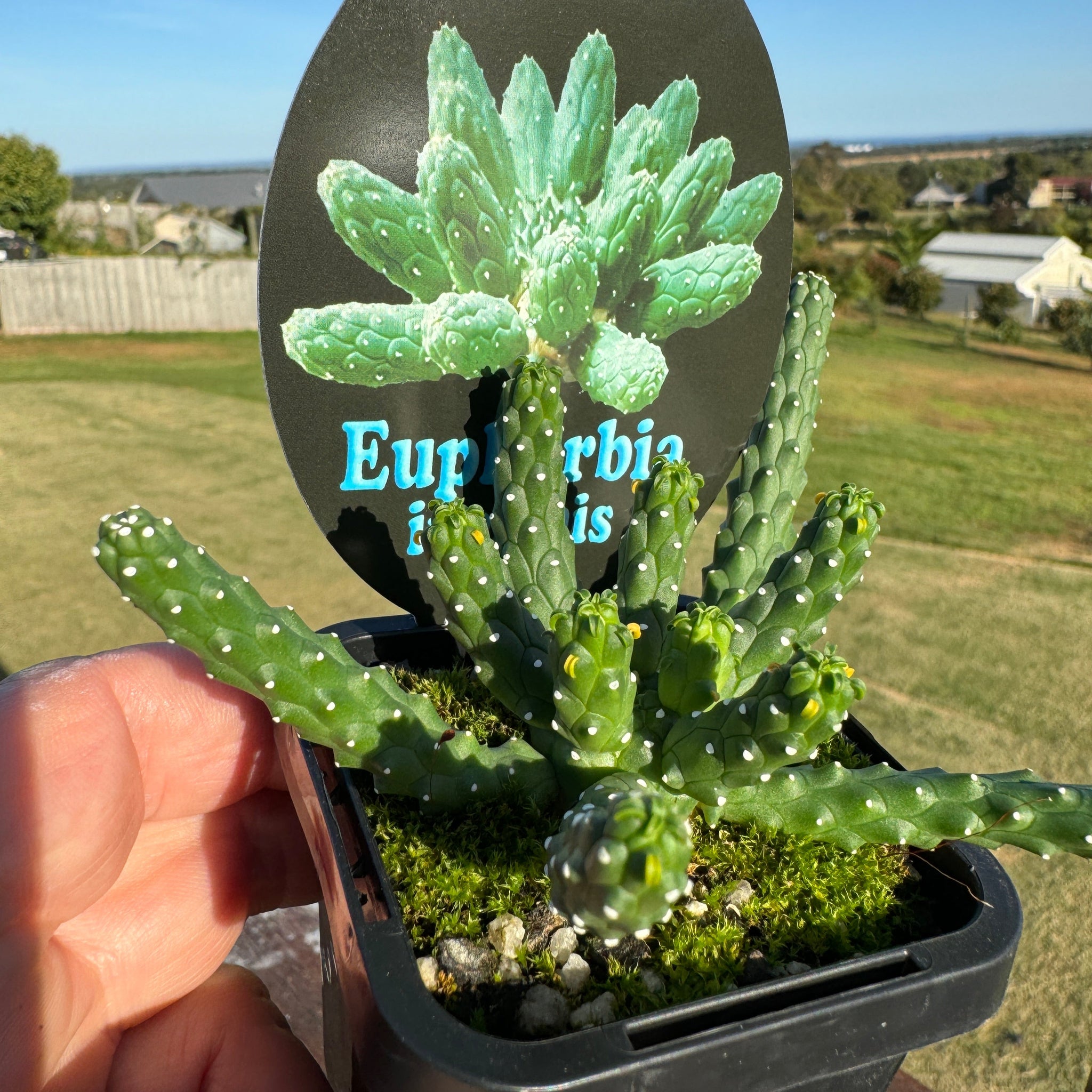 Euphorbia inermis (WA Prohibited)