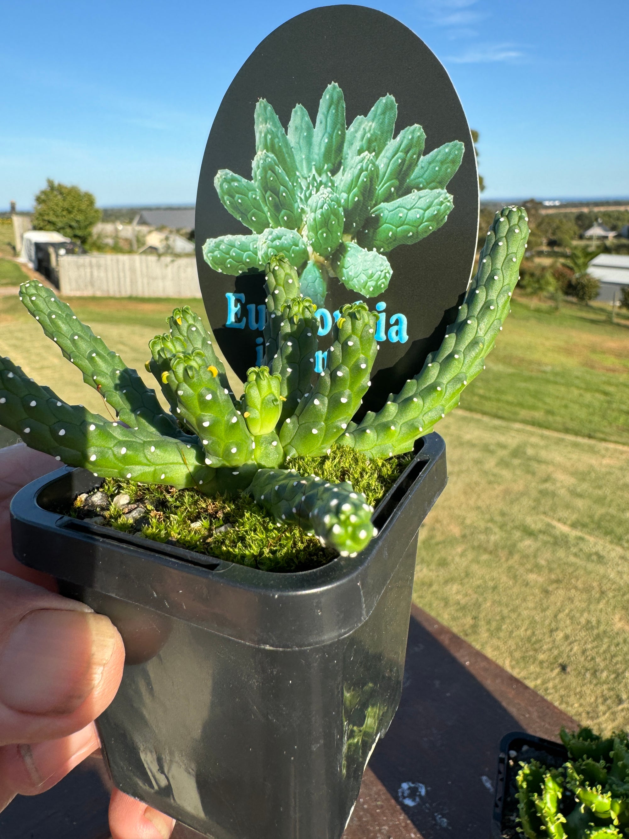 Euphorbia inermis - The Spineless Spurge (WA Prohibited)
