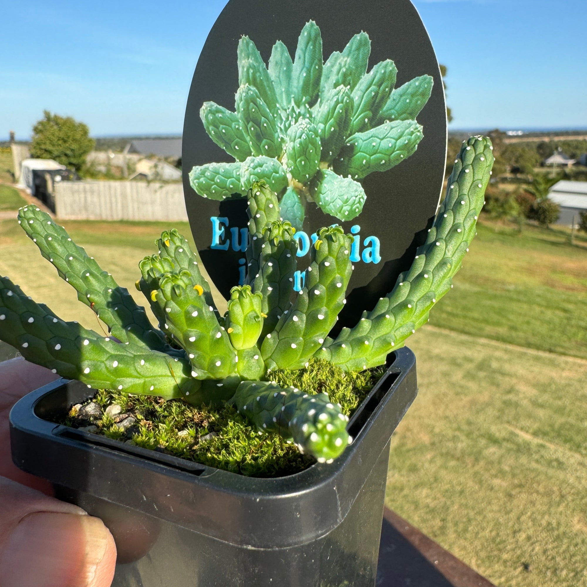 Euphorbia inermis (WA Prohibited)