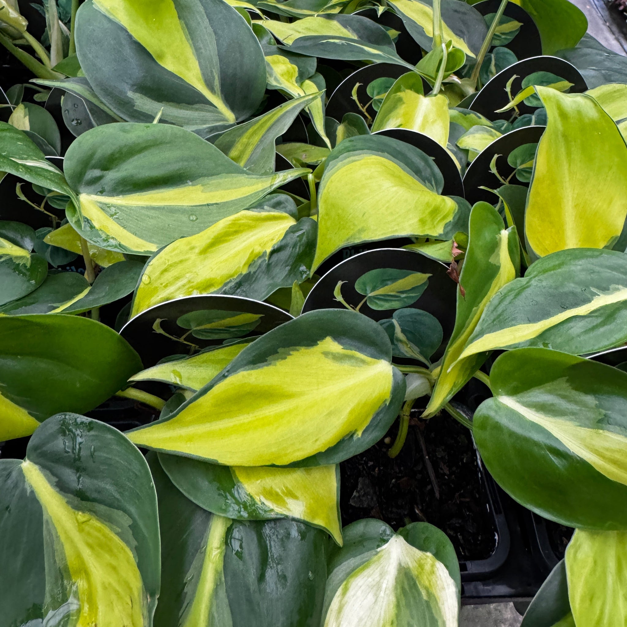 Philodendron hederaceum 'Brasil' - The Heartleaf Philodendron