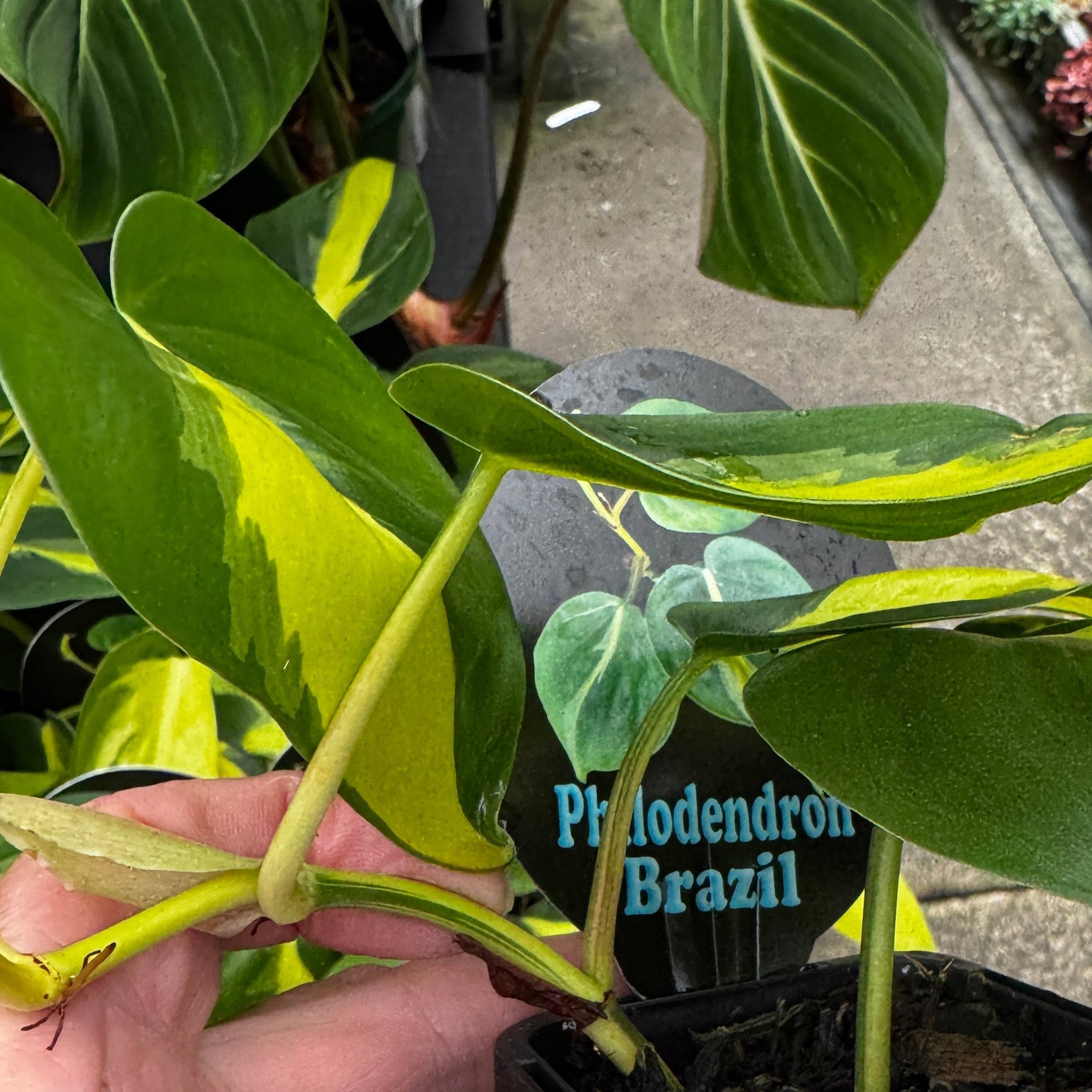 Philodendron hederaceum 'Brasil' - The Heartleaf Philodendron
