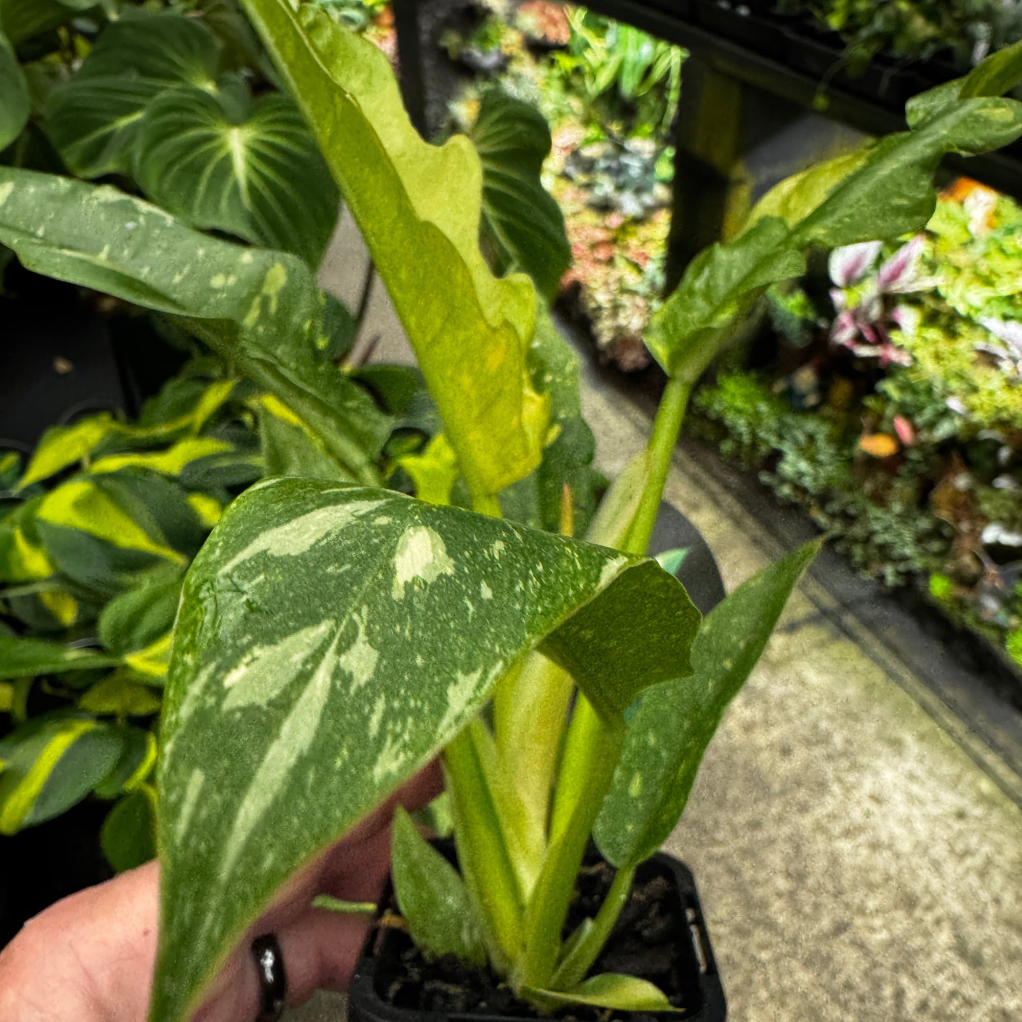 Philodendron 'Ring of Fire' (WA Prohibited)