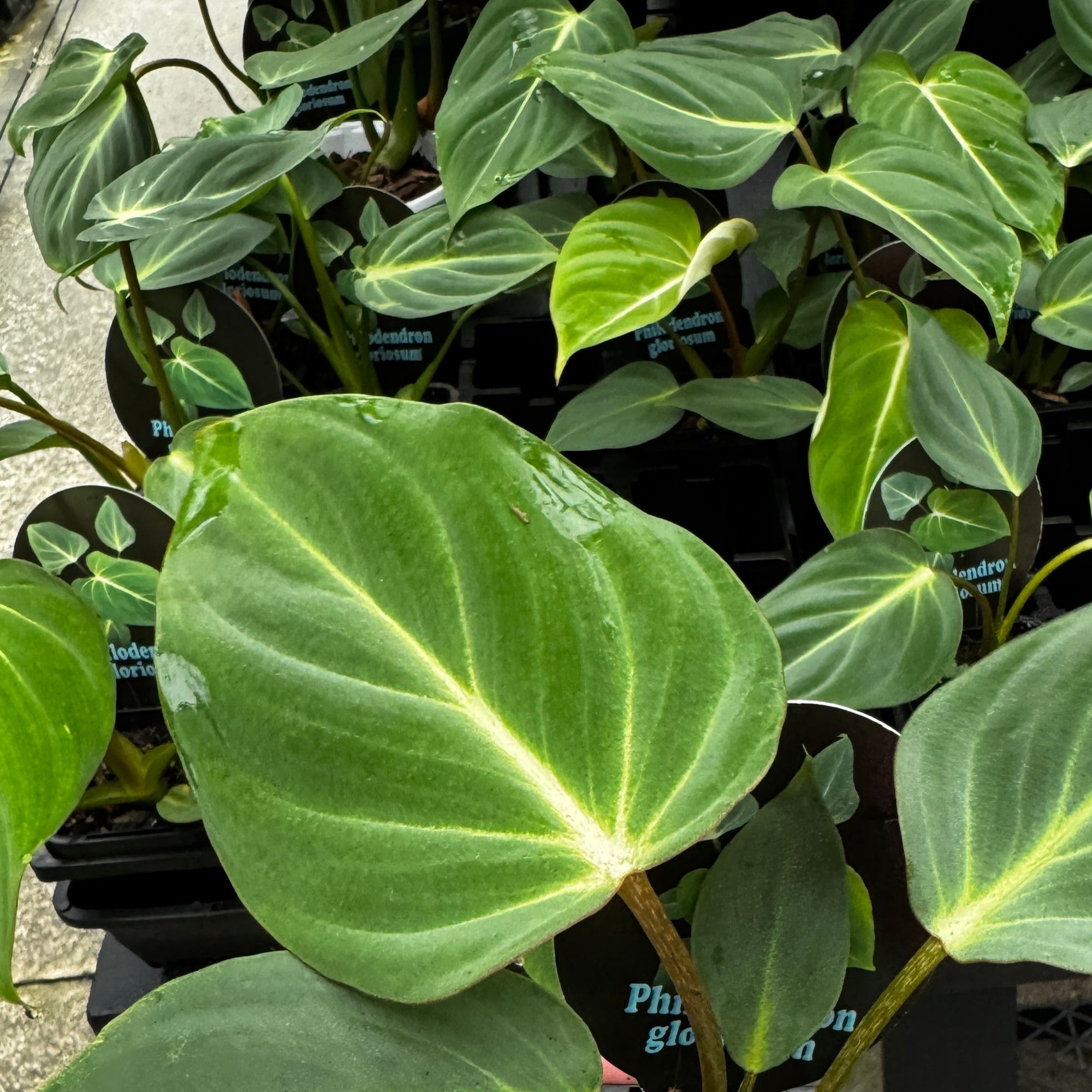 Philodendron gloriosum
