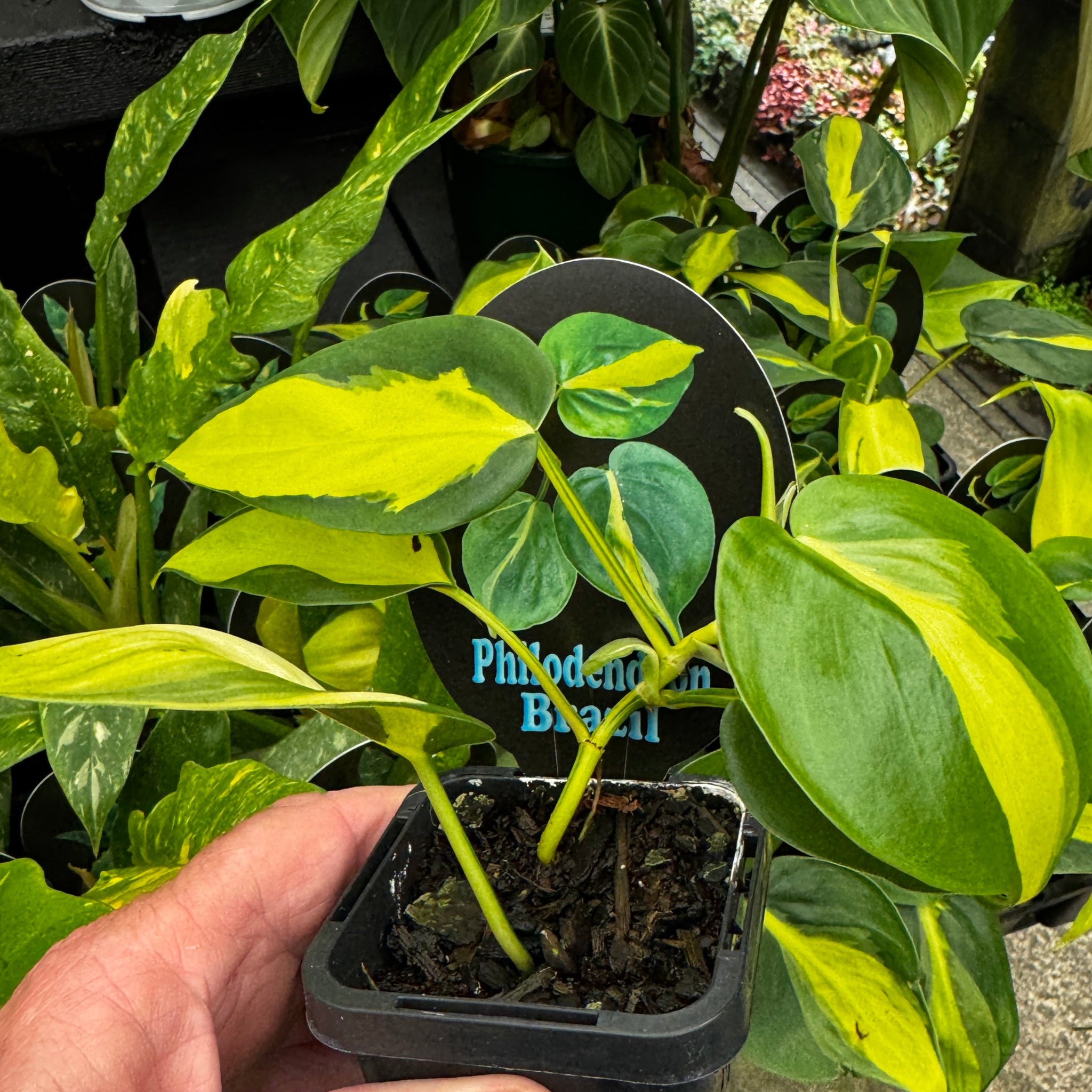 Philodendron hederaceum 'Brasil' - The Heartleaf Philodendron