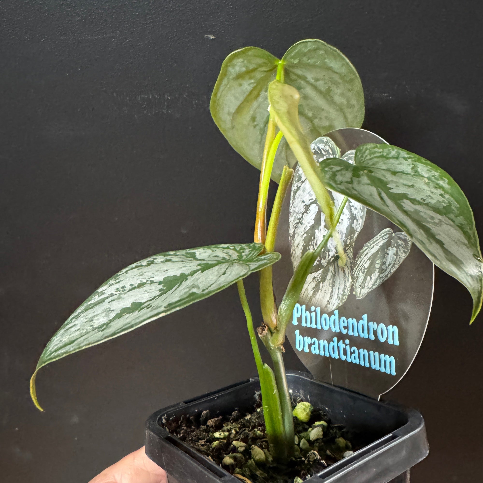 Philodendron brandtianum