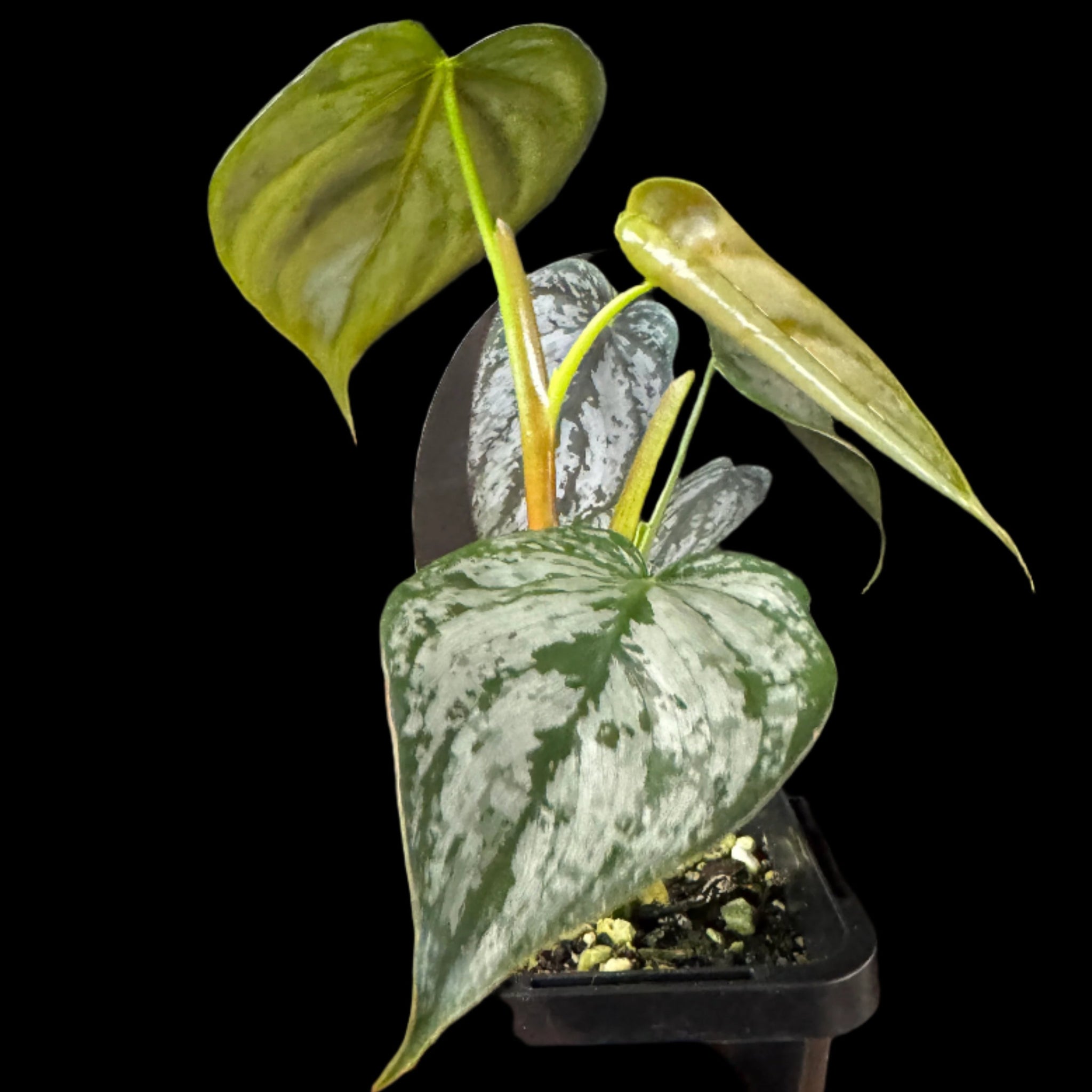 Philodendron brandtianum