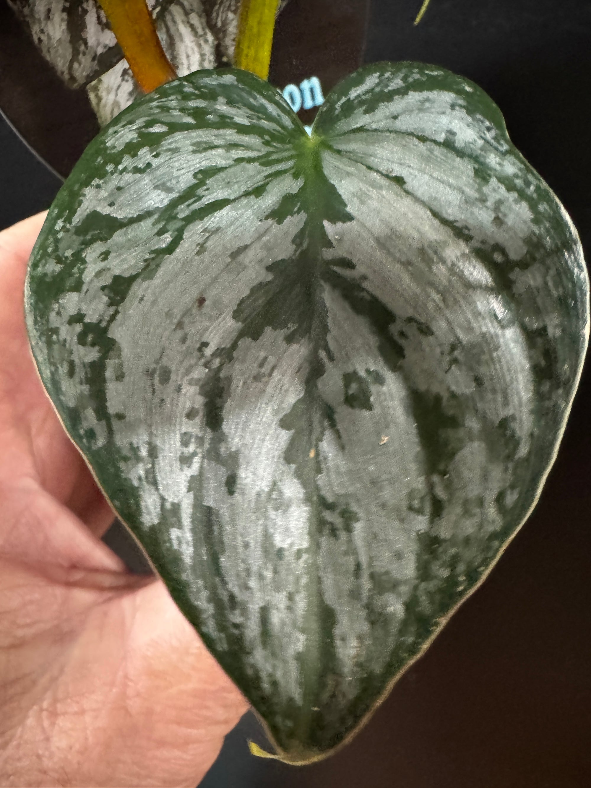 Philodendron brandtianum