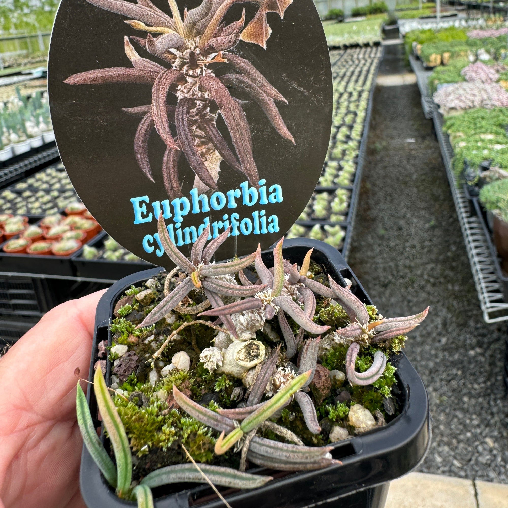 Euphorbia cylindrifolia (WA Prohibited)
