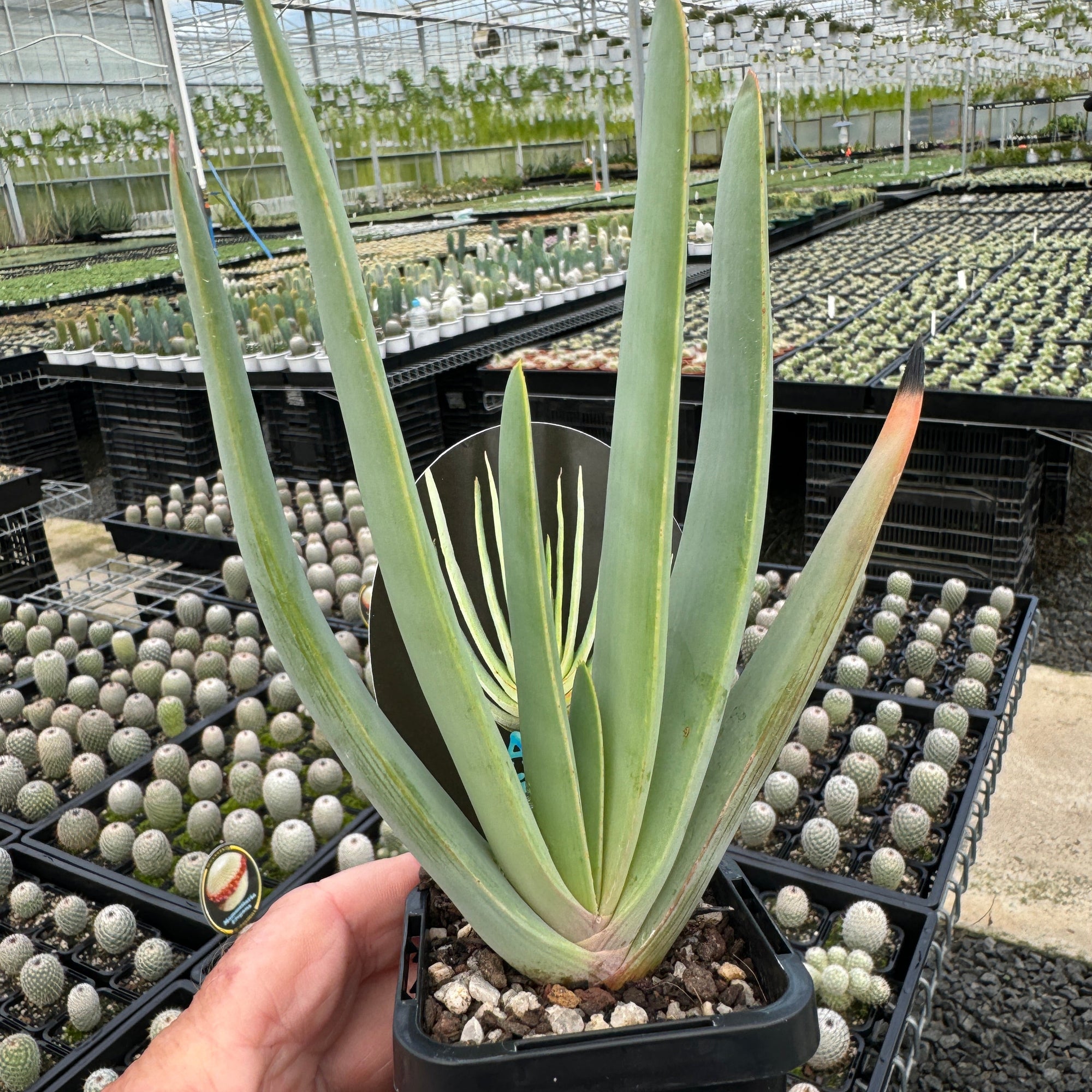 Aloe plicatilis 'Fan Aloe'