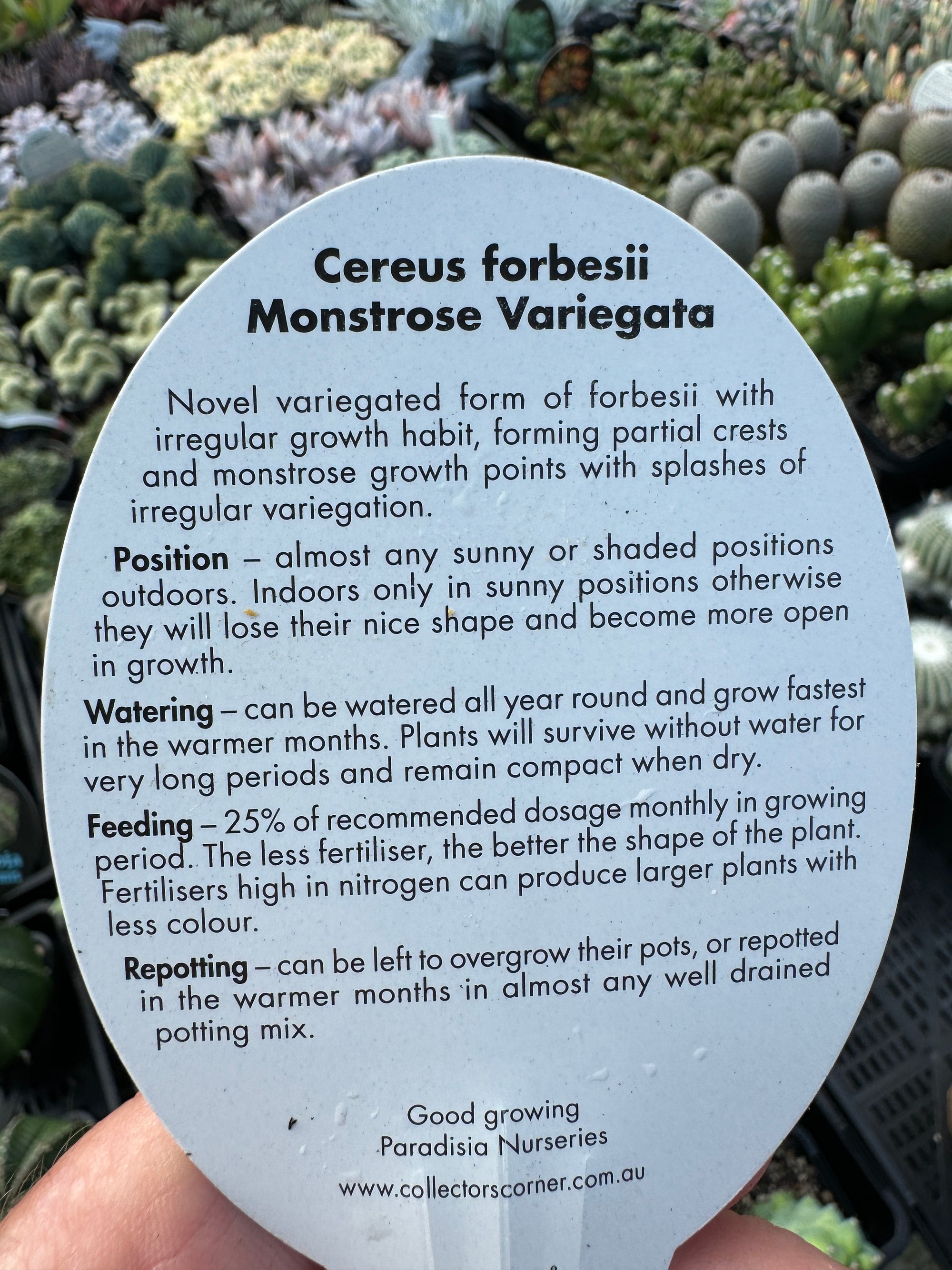 Cereus forbesii (Syn. Cereus comarapanus) Monstrose Variegata – Variegated Monstrose Cactus