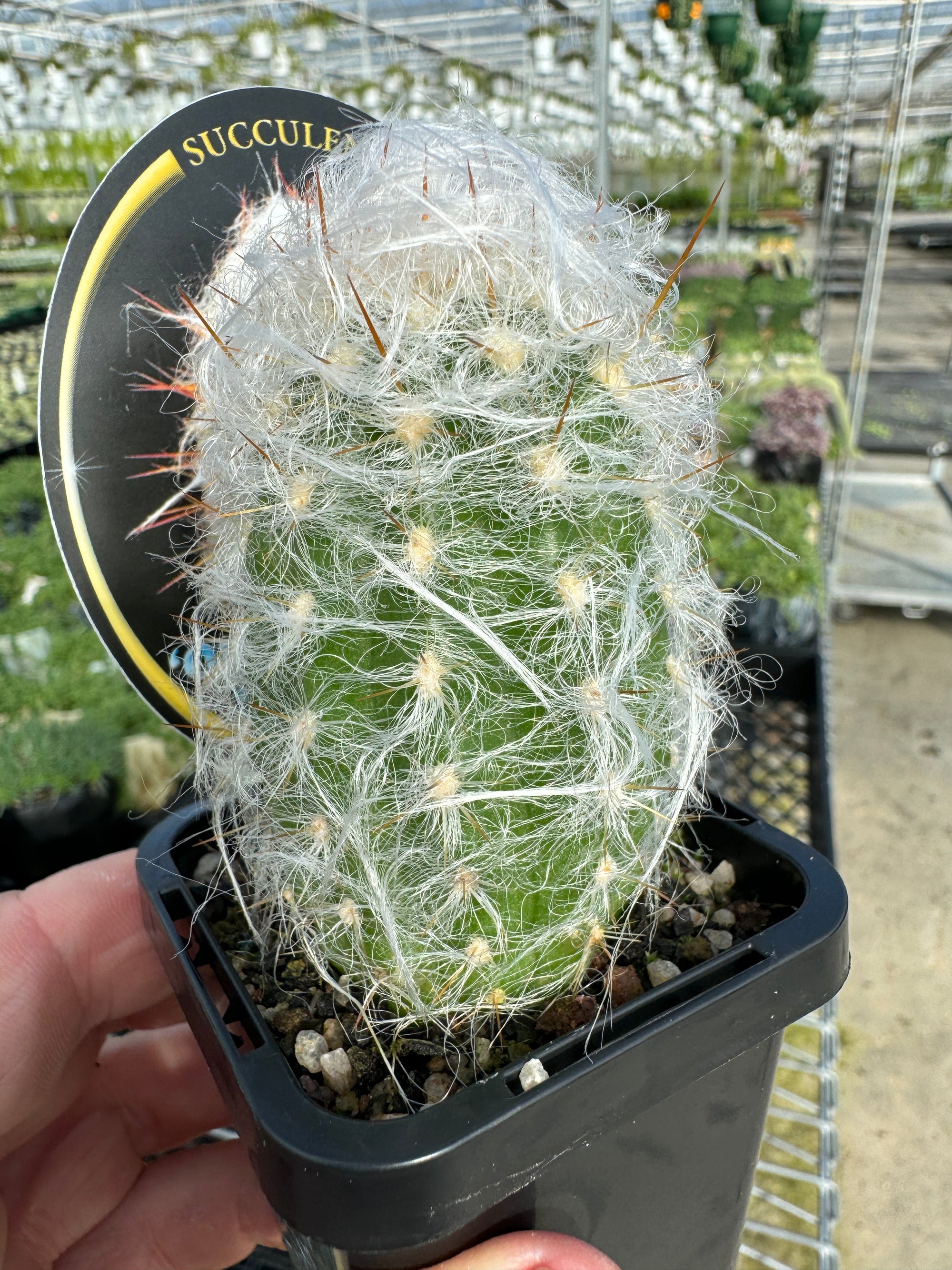 Oreocereus trollii – Old Man of the Andes