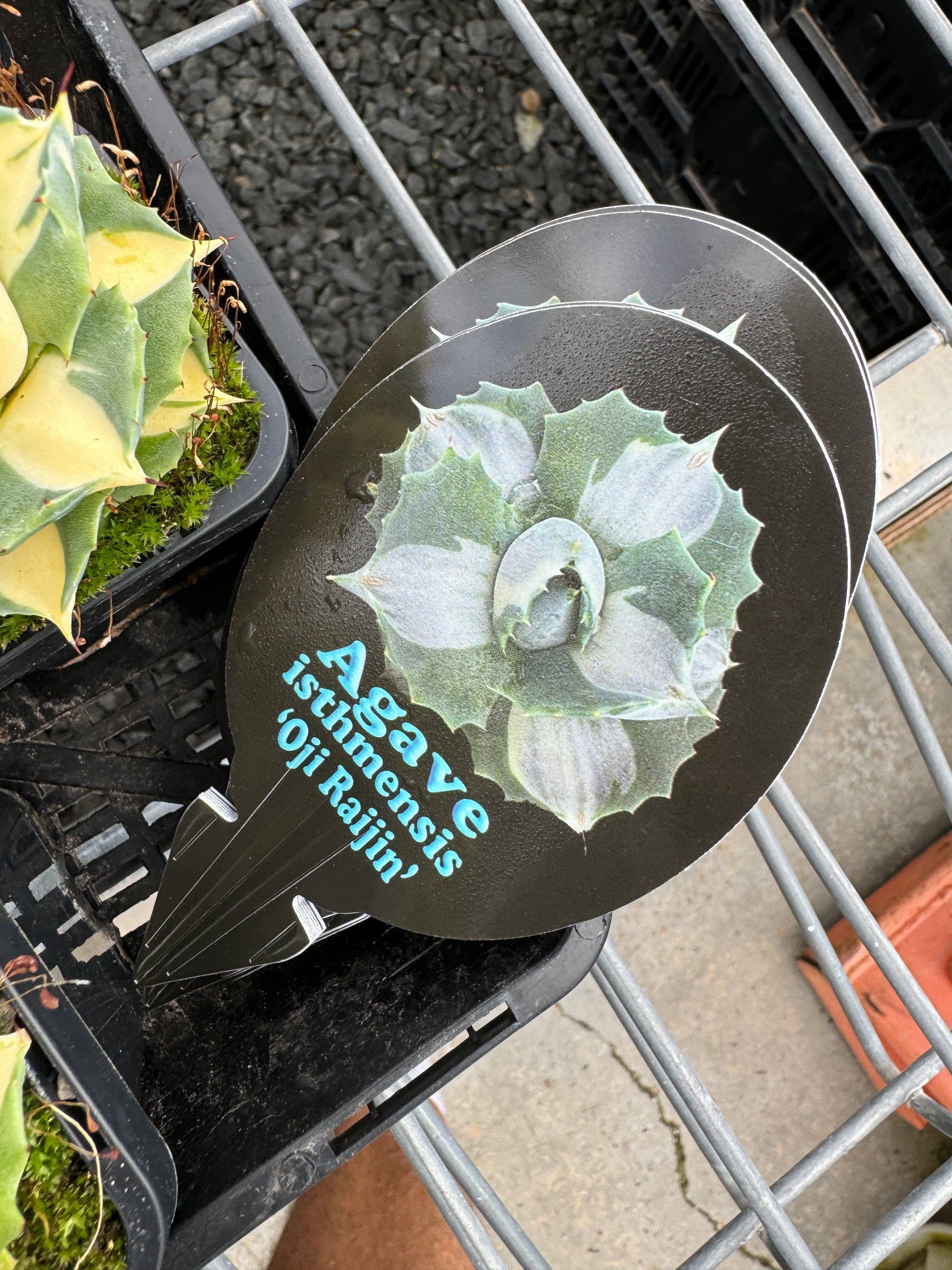 Agave isthmensis 'Ohi Raijin' Variegata