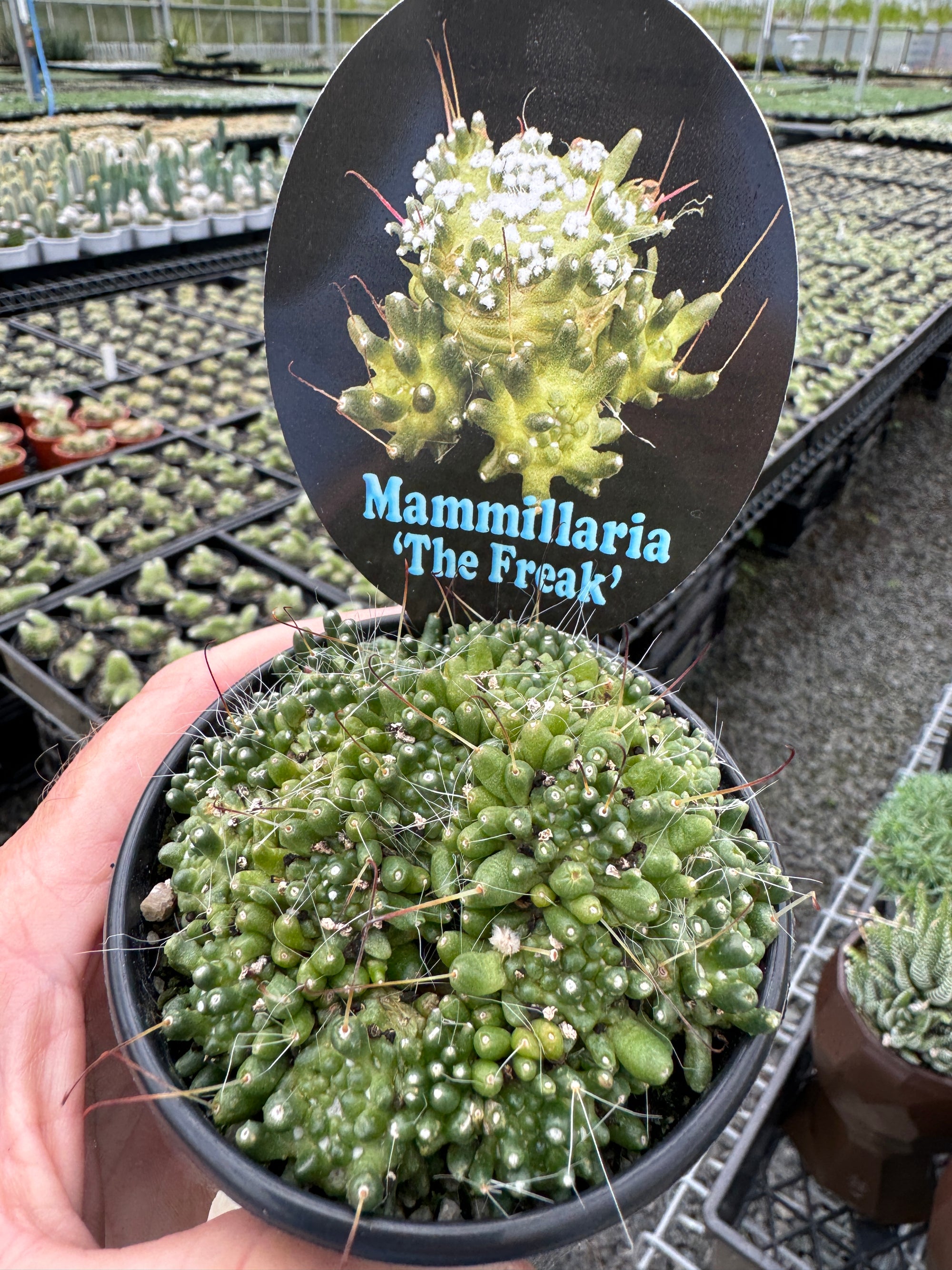 Mammillaria bocasana 'The Freak' - An Enchanting Mutated Cactus