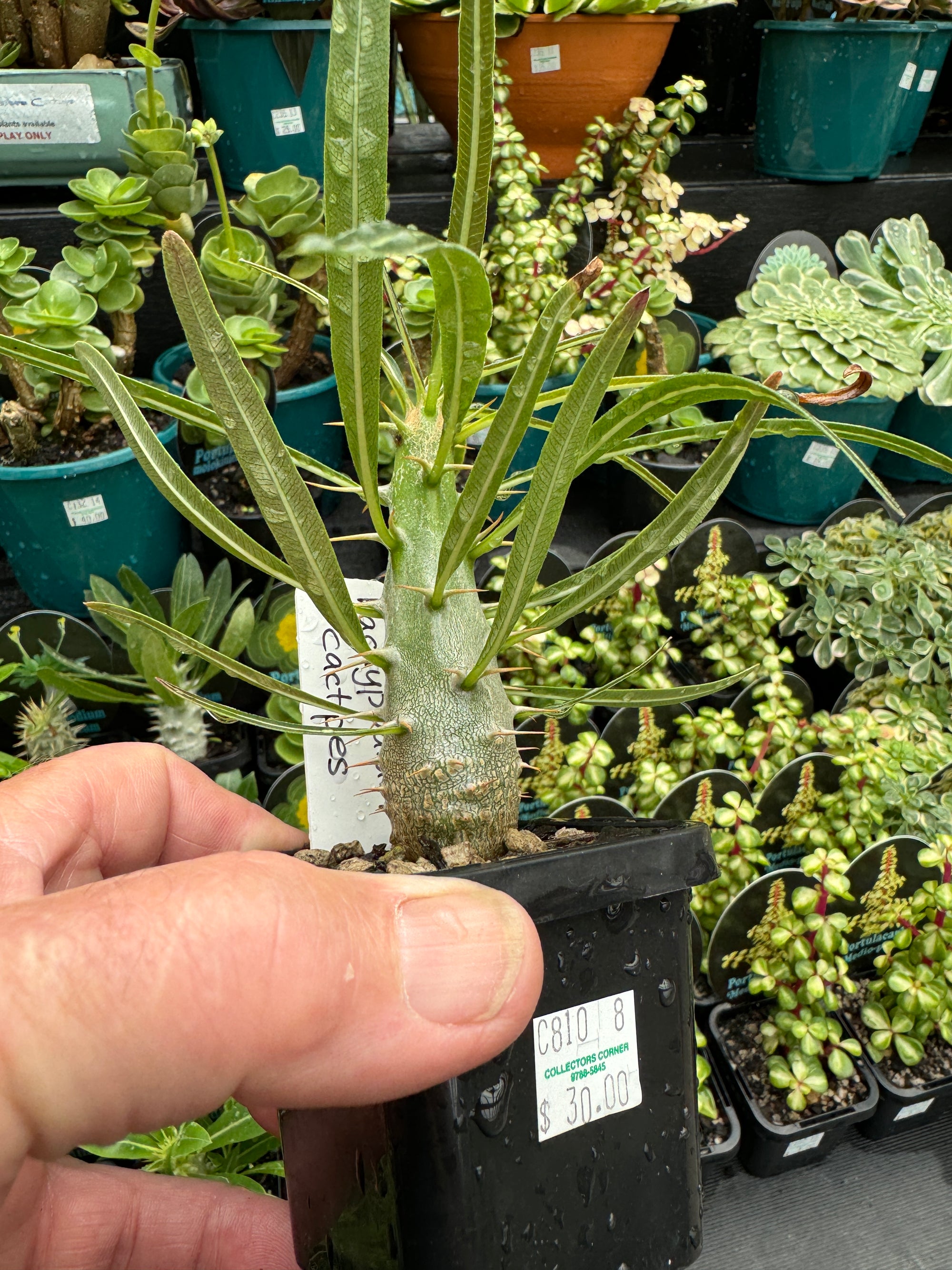 Pachypodium rosulatum subsp. cactipes – Elephant's Foot Cactus
