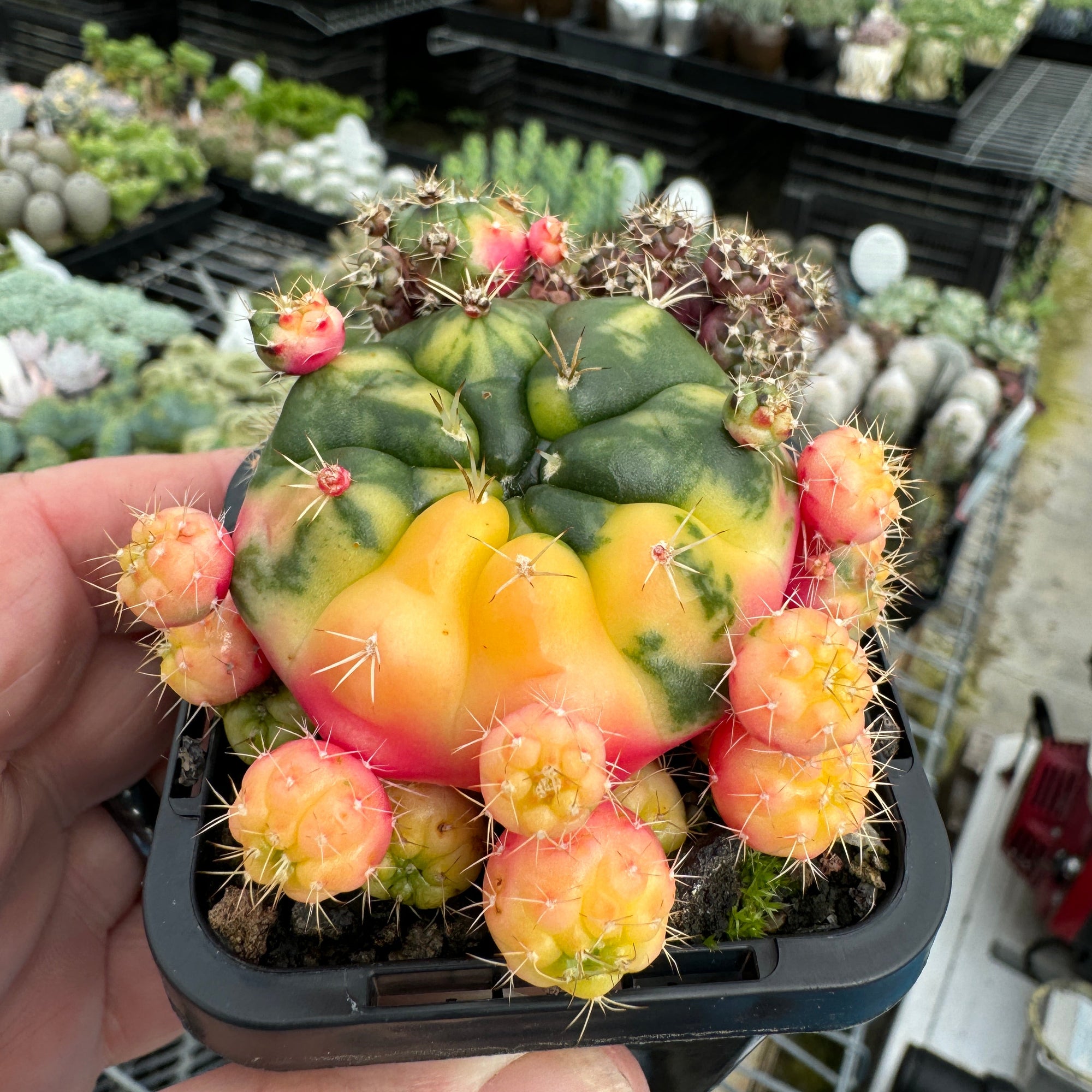 Gymnocalycium anisitsii (Syn. damsii) variegata