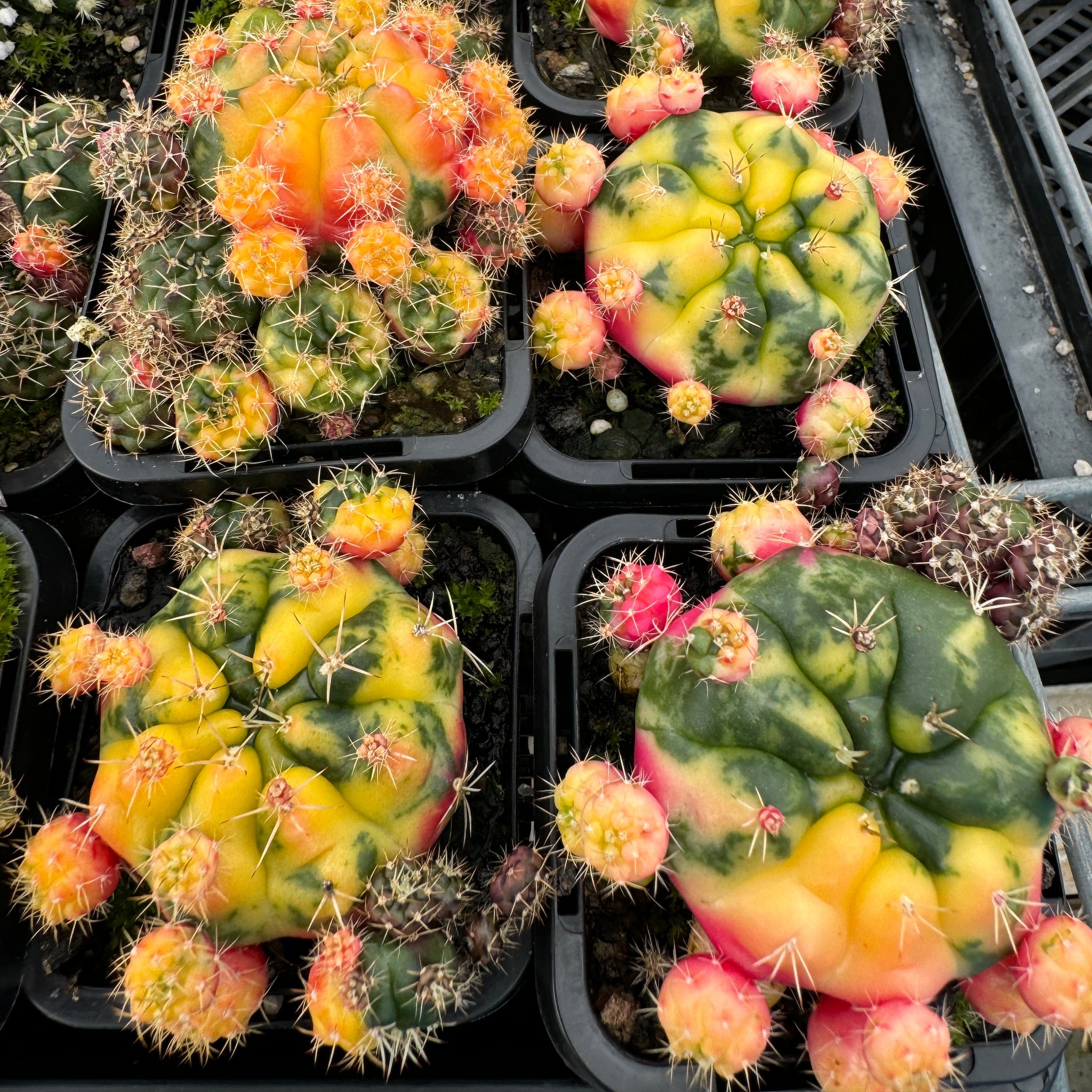 Gymnocalycium anisitsii (Syn. damsii) variegata