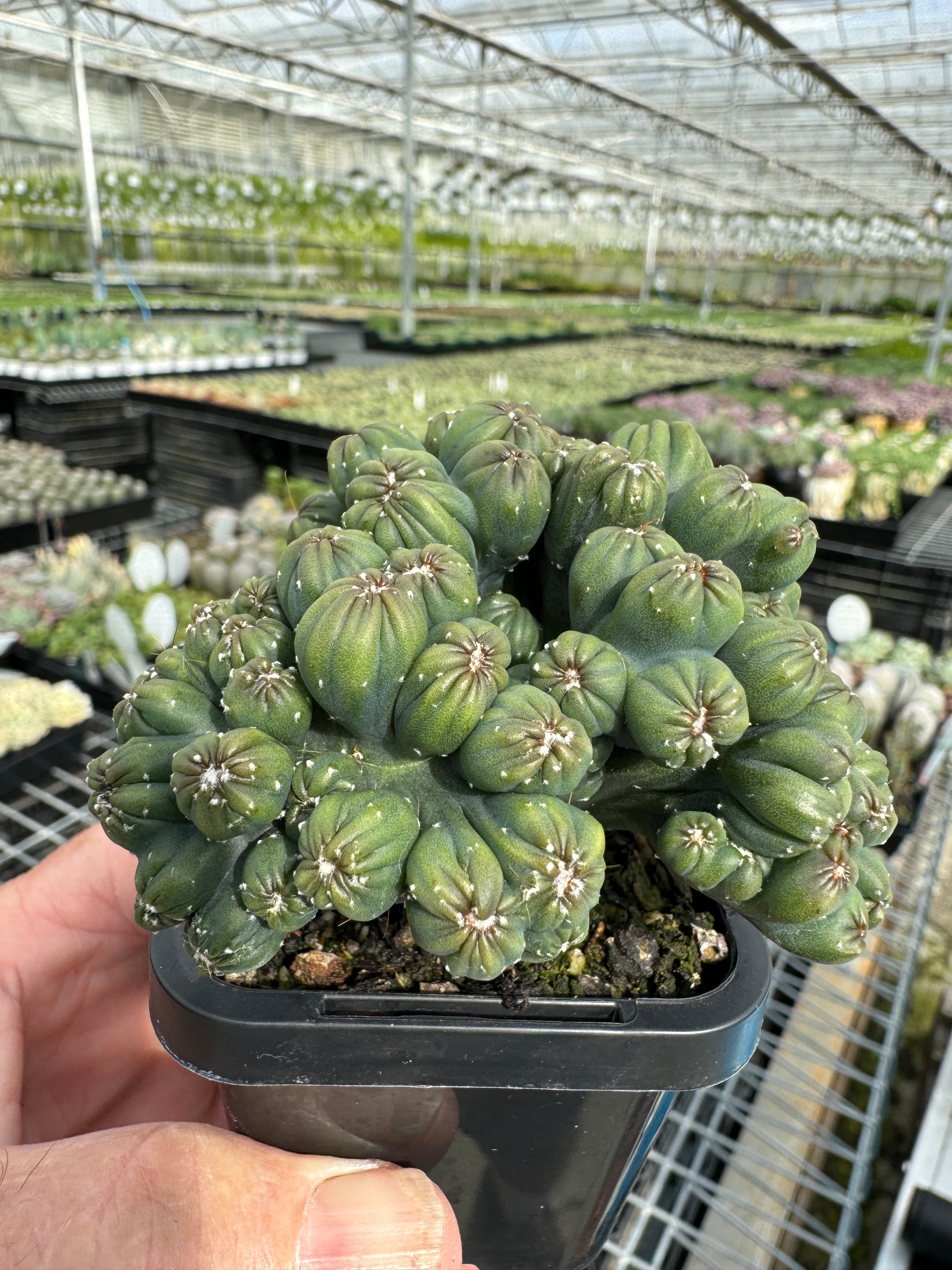 Cereus repandus 'Ming Thing' – A Unique Monstrose Cactus