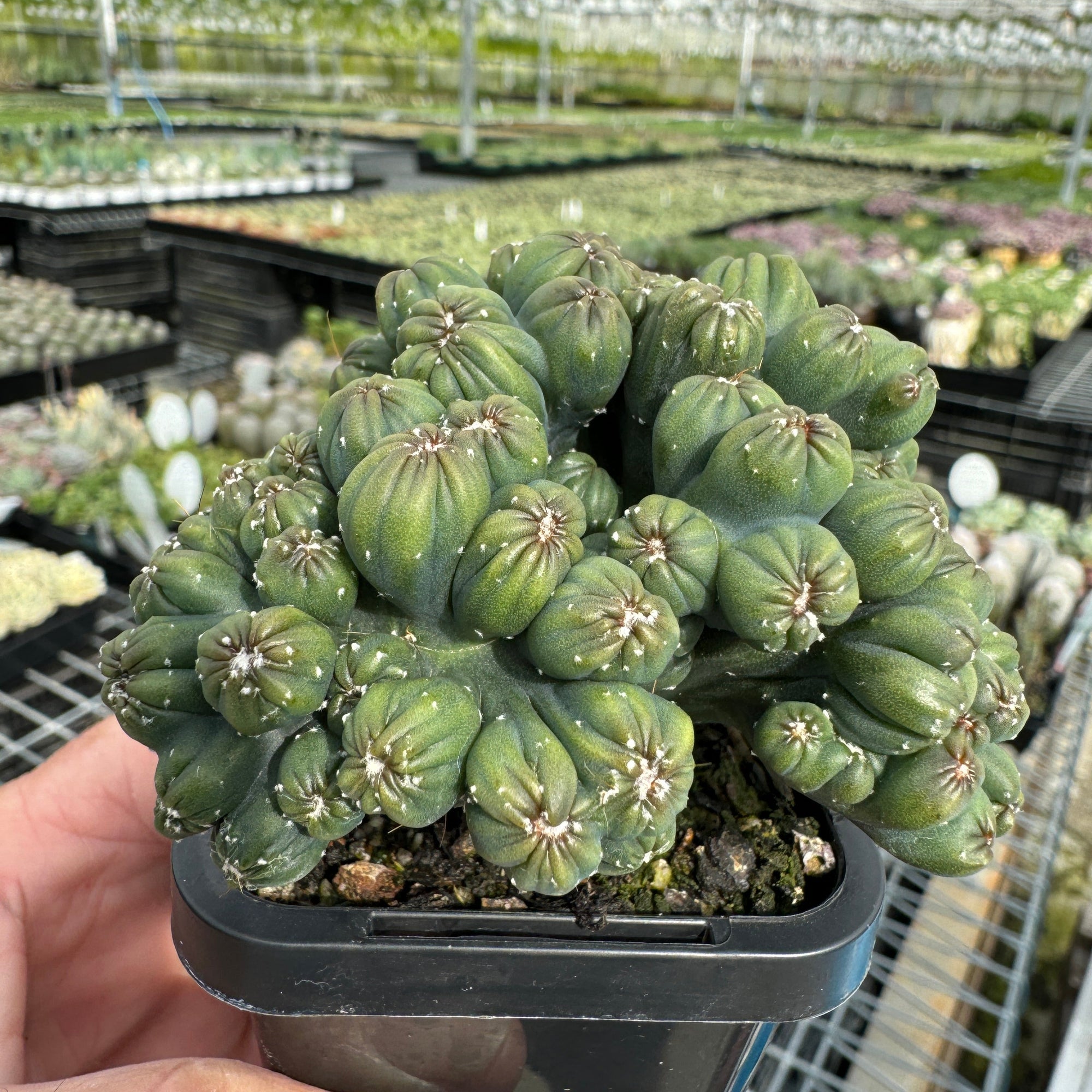Cereus repandus 'Ming Thing'