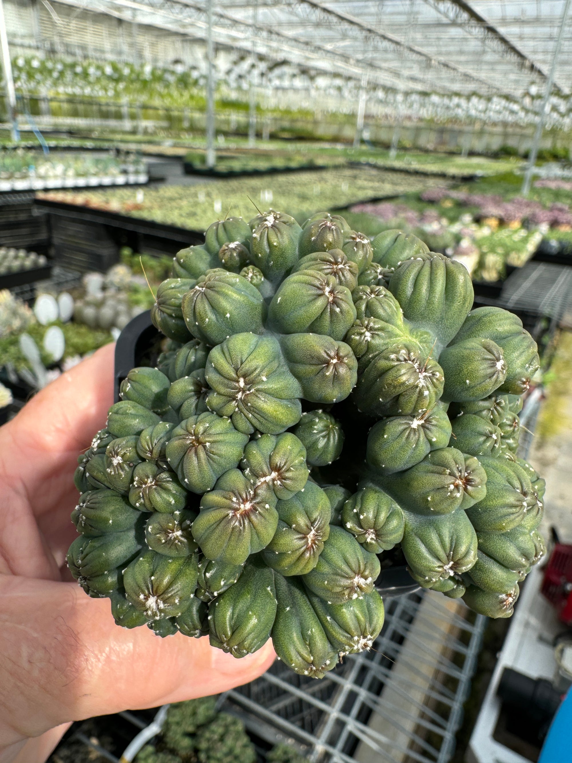 Cereus repandus 'Ming Thing' – A Unique Monstrose Cactus