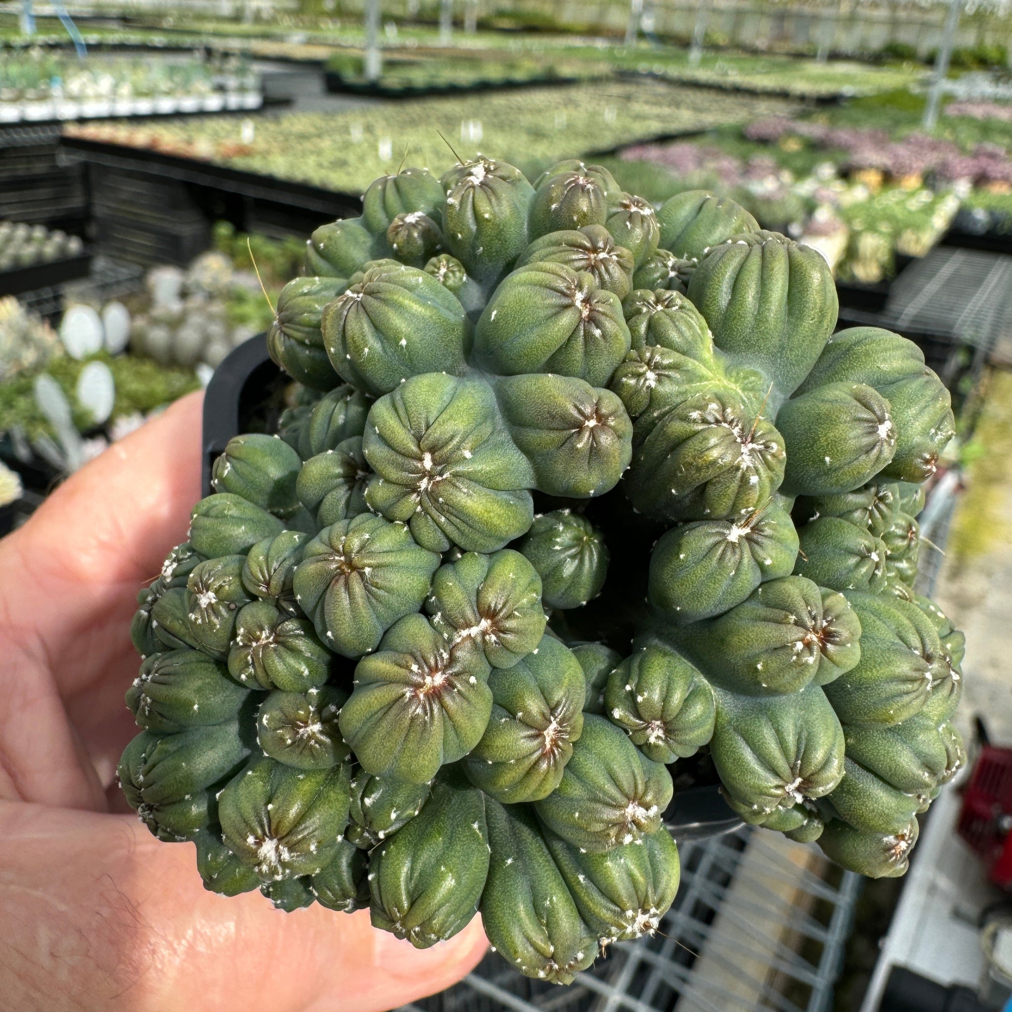 Cereus repandus 'Ming Thing'