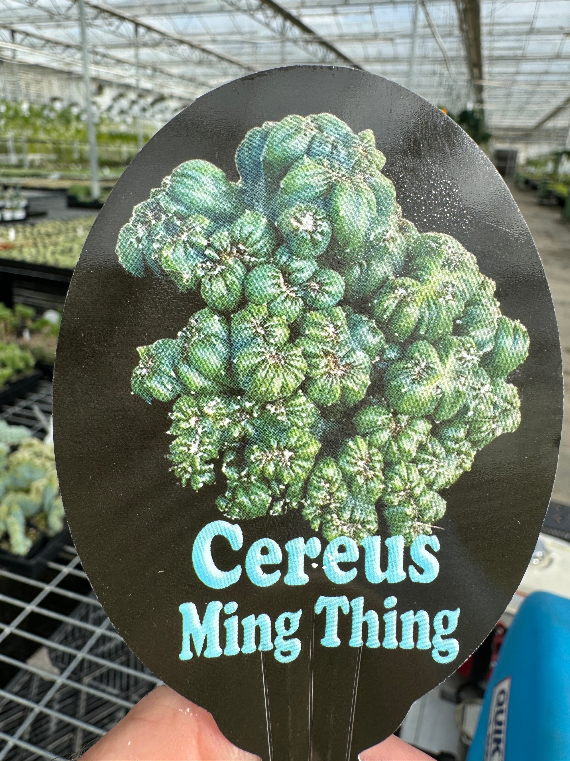 Cereus repandus 'Ming Thing' – A Unique Monstrose Cactus