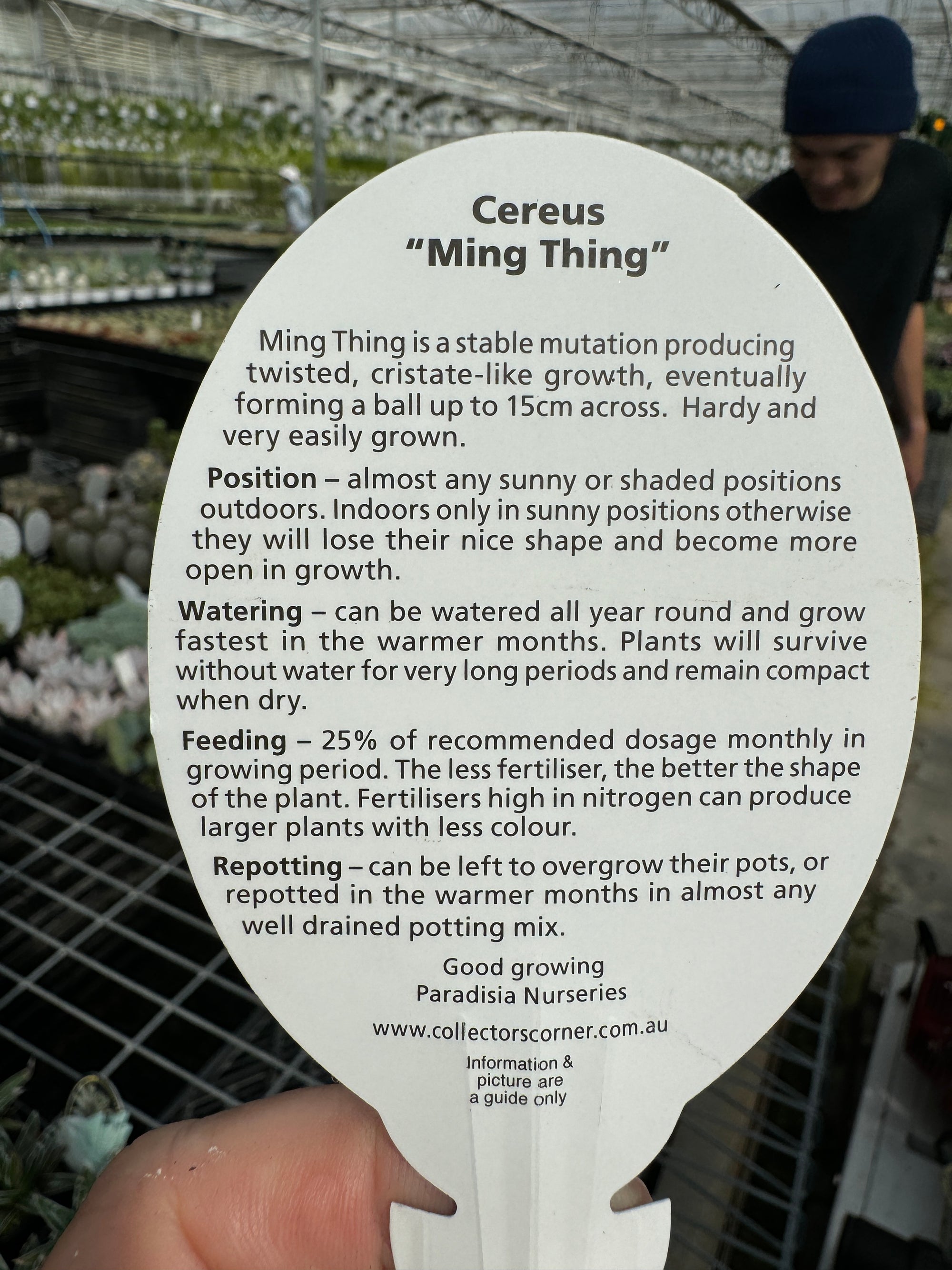 Cereus repandus 'Ming Thing' – A Unique Monstrose Cactus